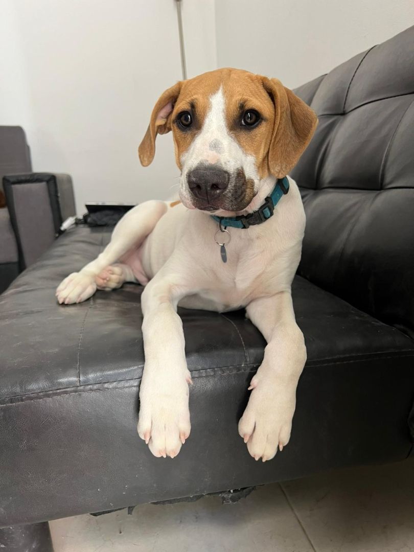 Enlarge Ernie, a Adopted mixed breed in West Linn, OR image 2/6