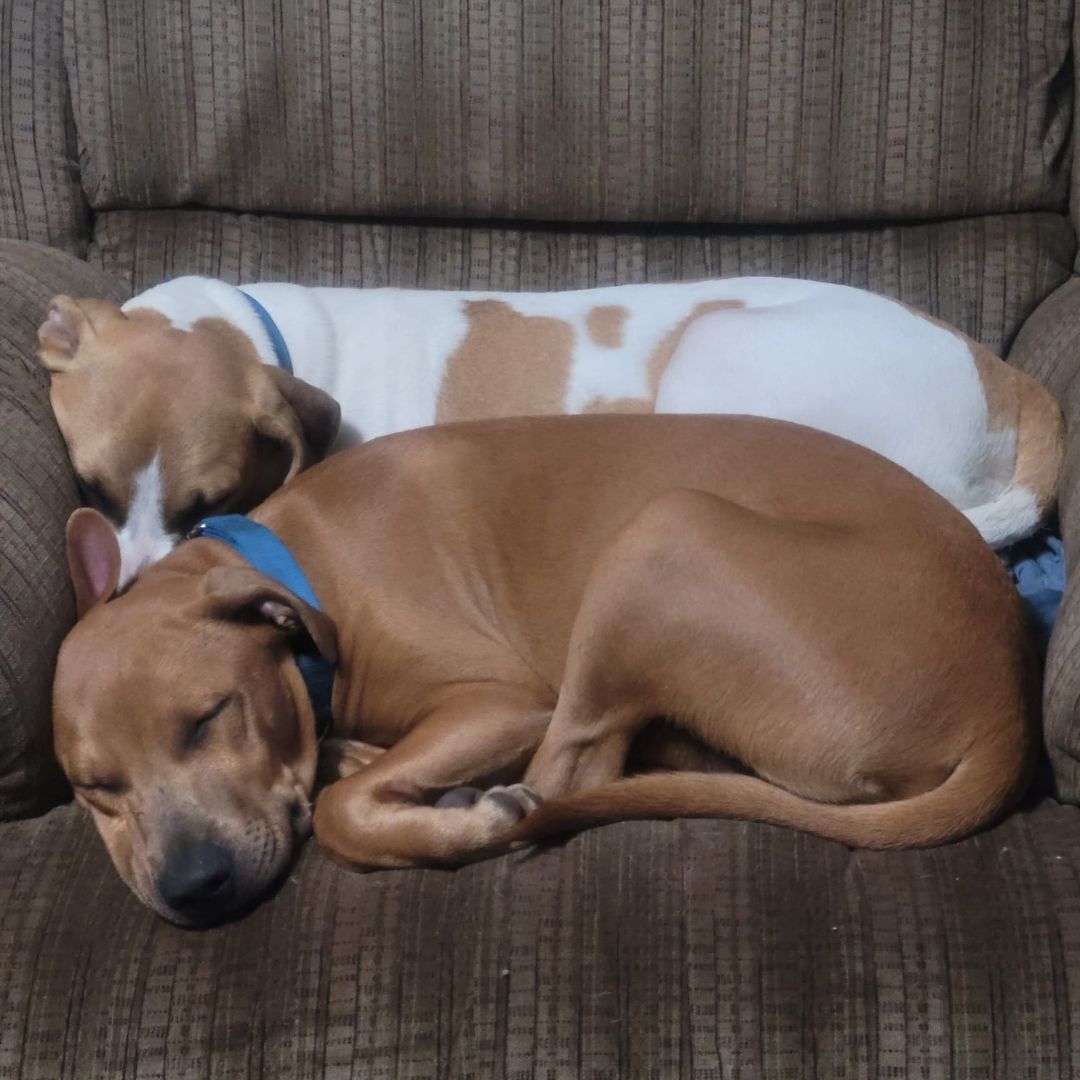 Enlarge Ernie, a Adopted mixed breed in West Linn, OR image 3/6