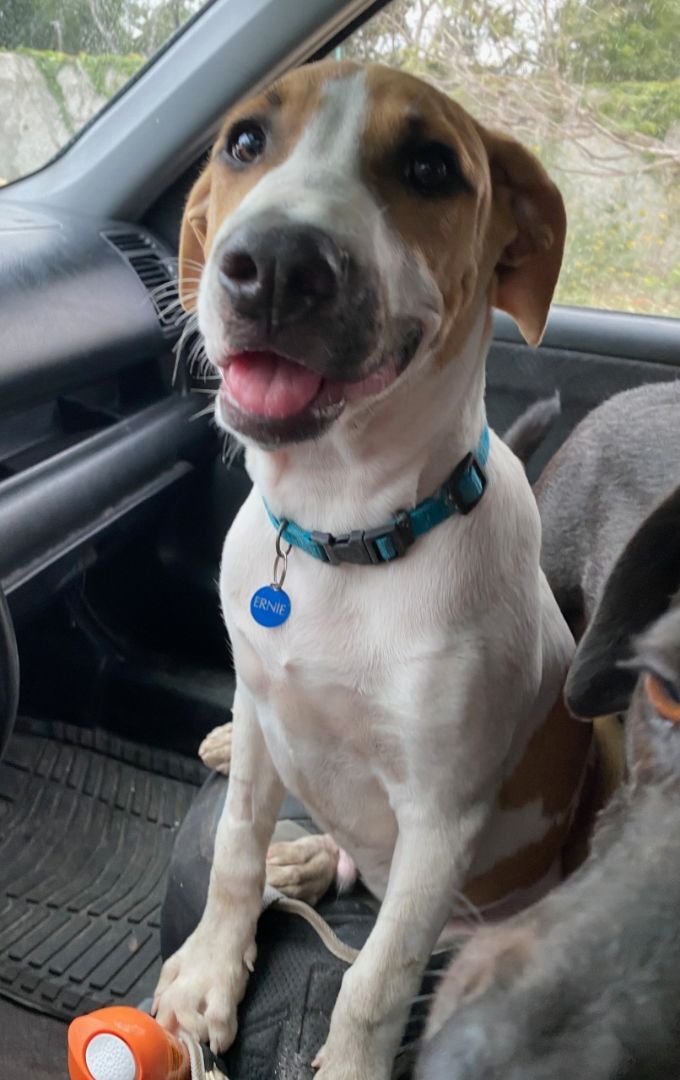 Enlarge Ernie, a Adopted mixed breed in West Linn, OR image 5/6