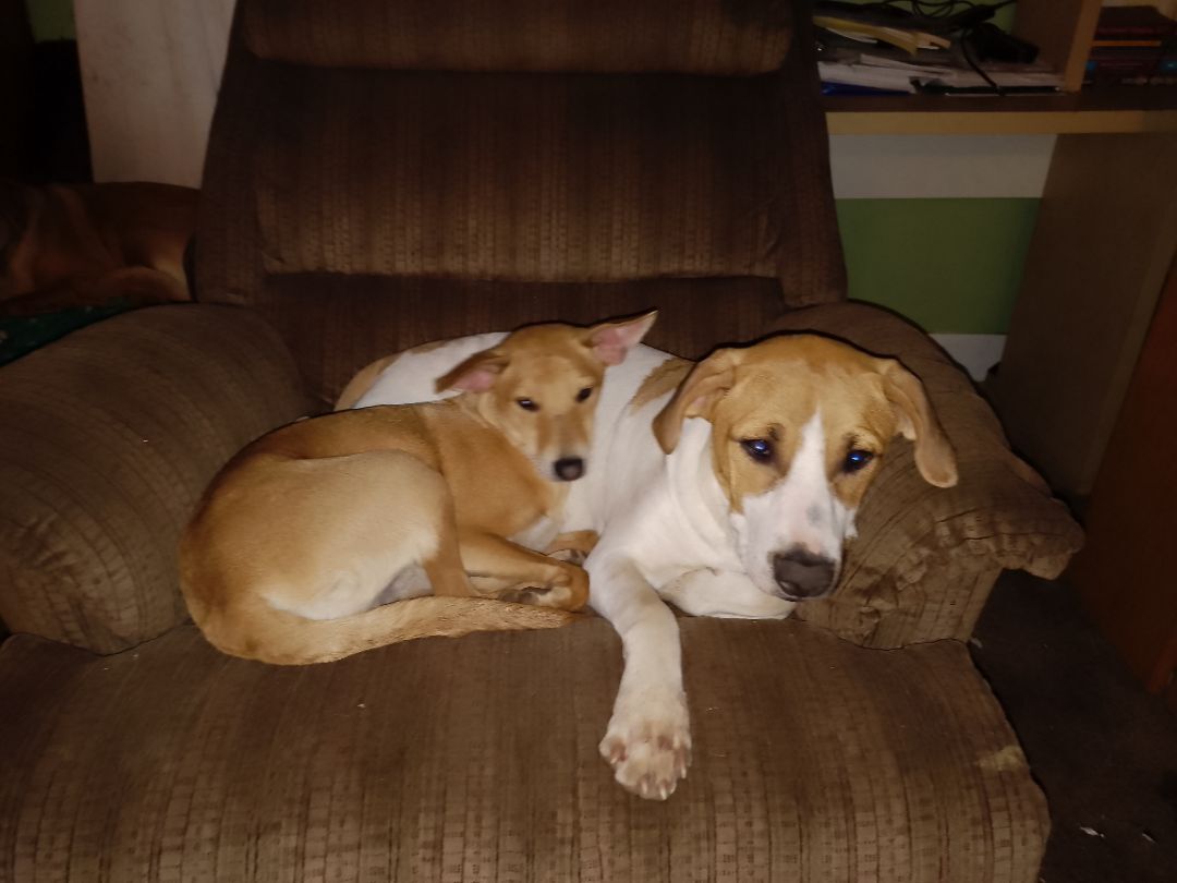 Enlarge Ernie, a Adopted mixed breed in West Linn, OR image 6/6