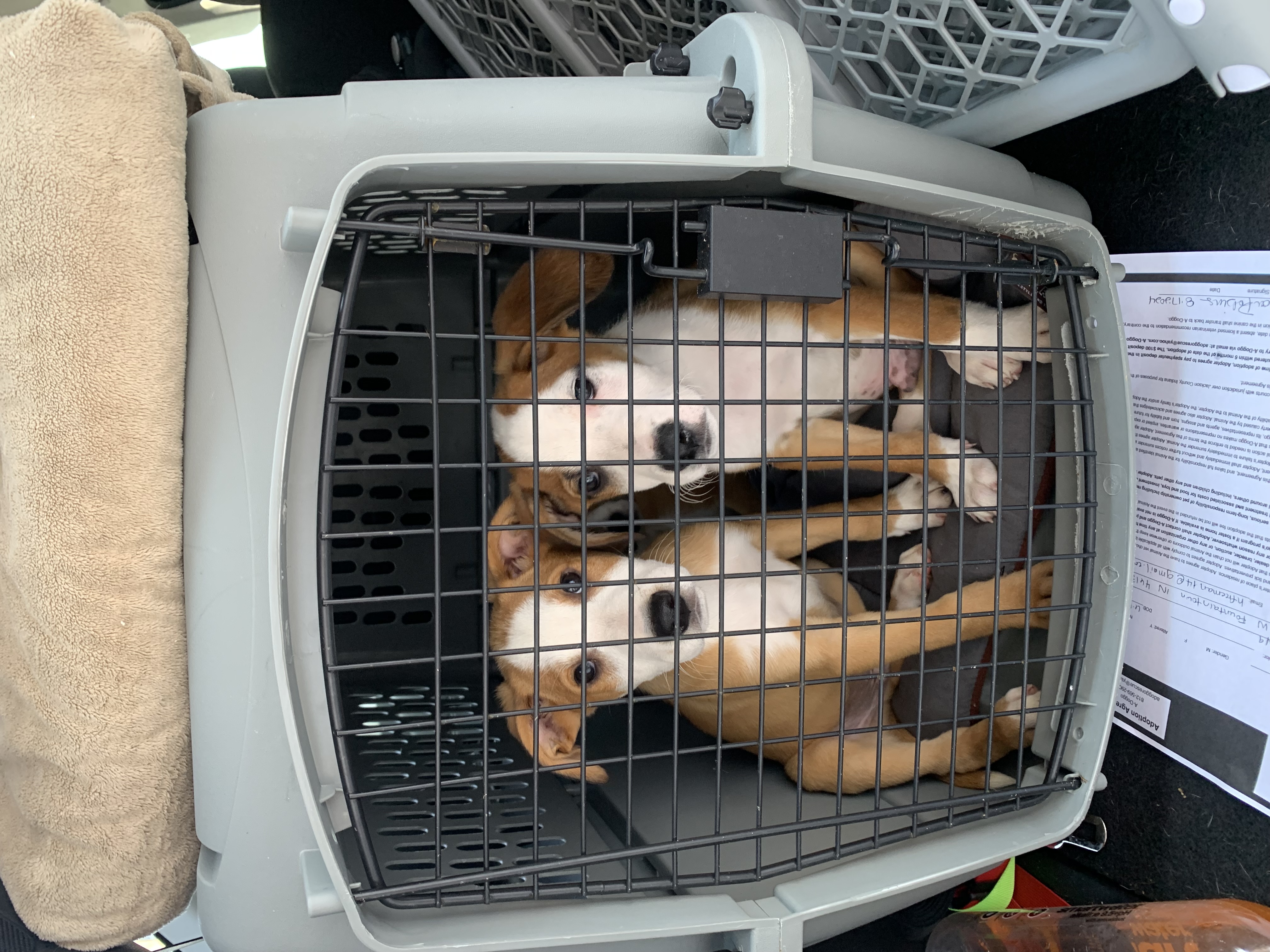 Branch, a Adoptable mixed breed in Brownstown, IN image 2/3