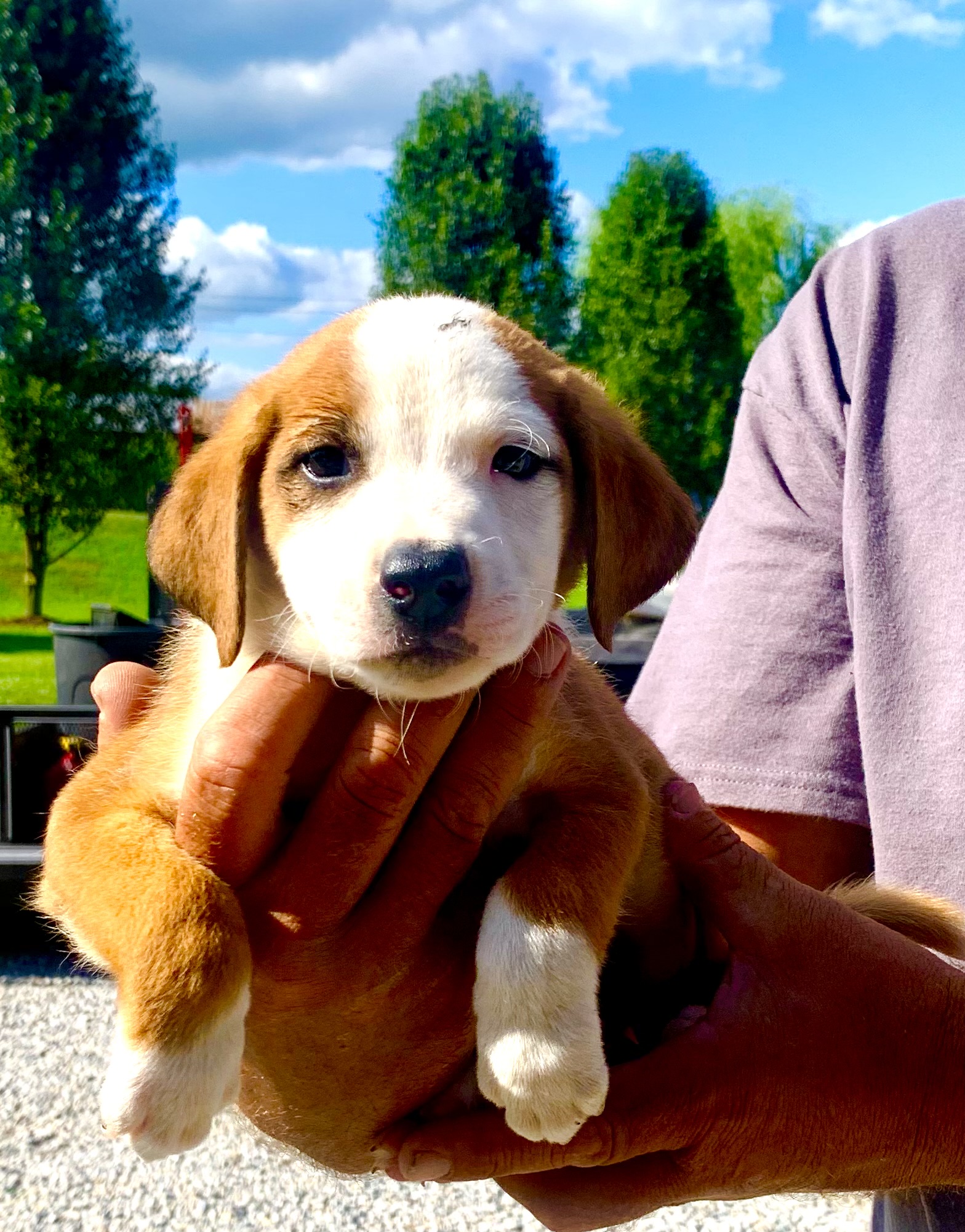 Branch, a Adoptable mixed breed in Brownstown, IN image 3/3