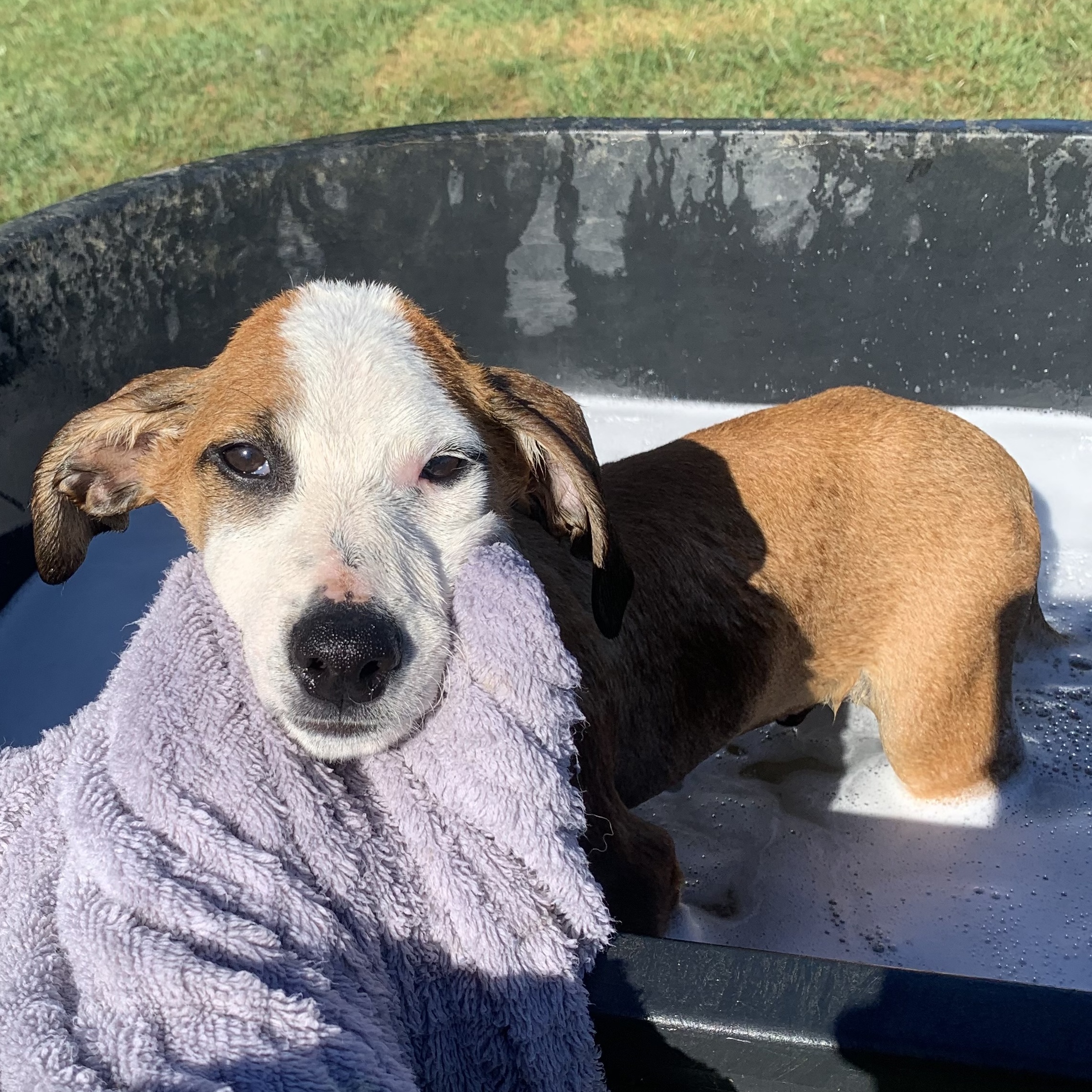 Branch, a Adoptable mixed breed in Brownstown, IN image 1/3