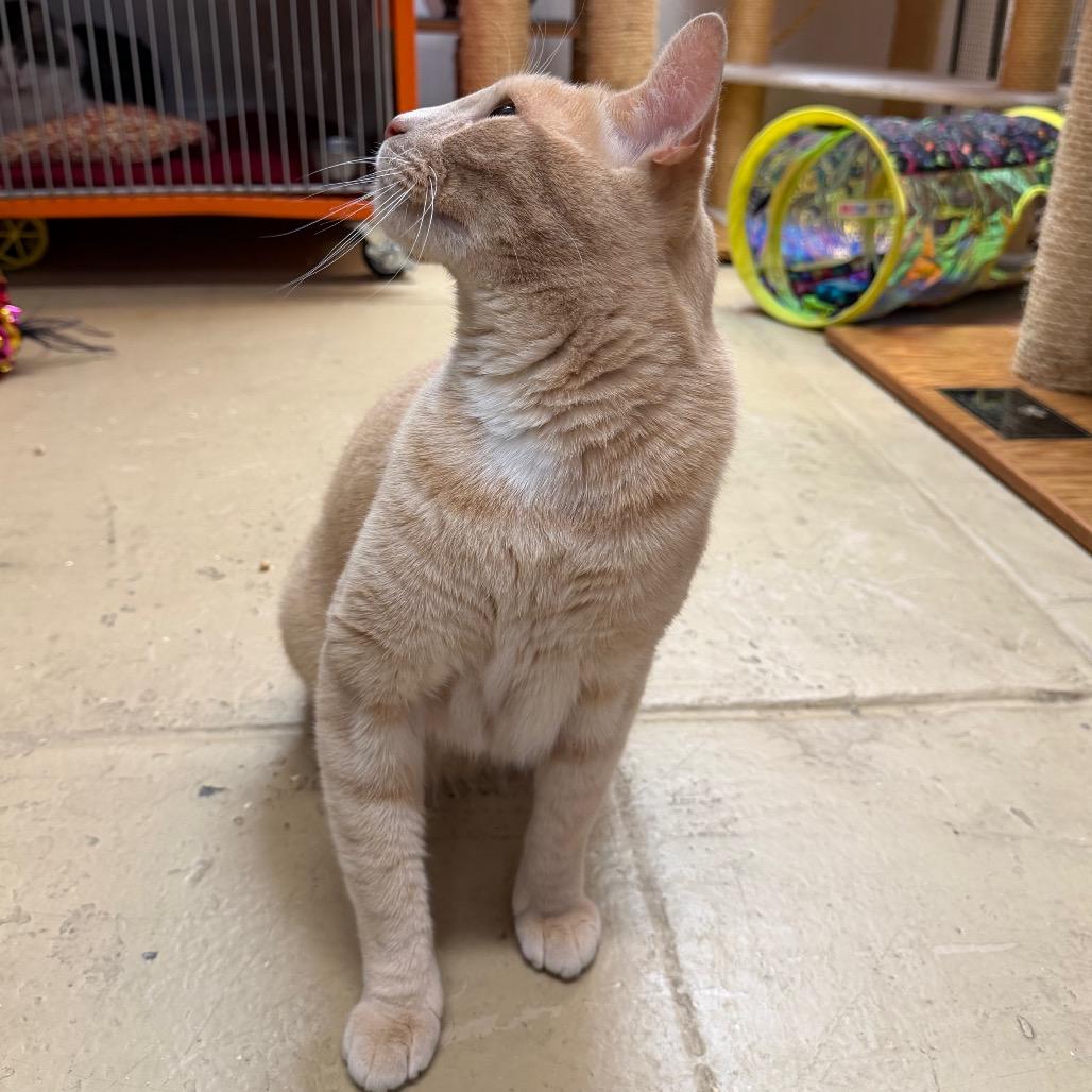 Aleister, Adoptable, Senior Male Domestic Short Hair.