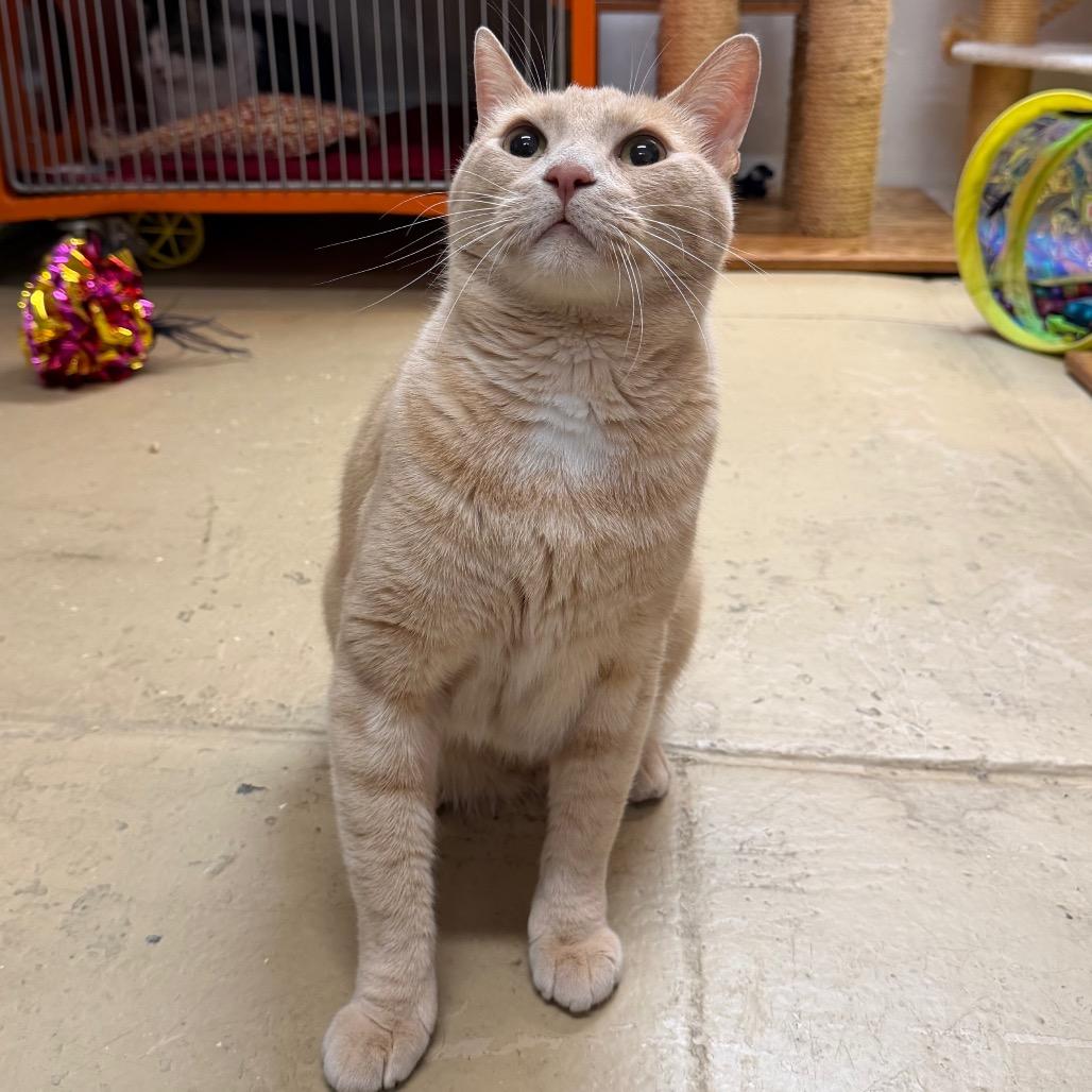 Aleister, a Adoptable Domestic Short Hair in Morgan Hill, CA image 2/5