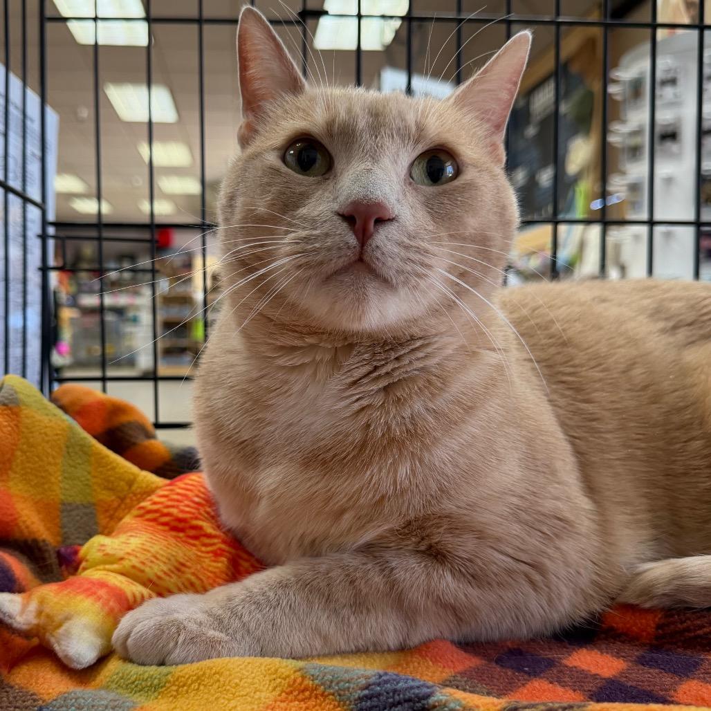 Aleister, a Adoptable Domestic Short Hair in Morgan Hill, CA image 3/5