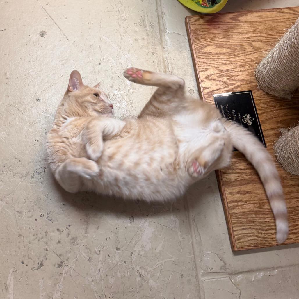 Aleister, a Adoptable Domestic Short Hair in Morgan Hill, CA image 4/5