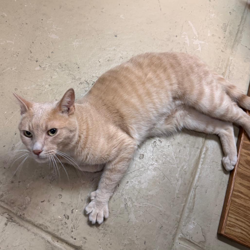 Aleister, a Adoptable Domestic Short Hair in Morgan Hill, CA image 5/5