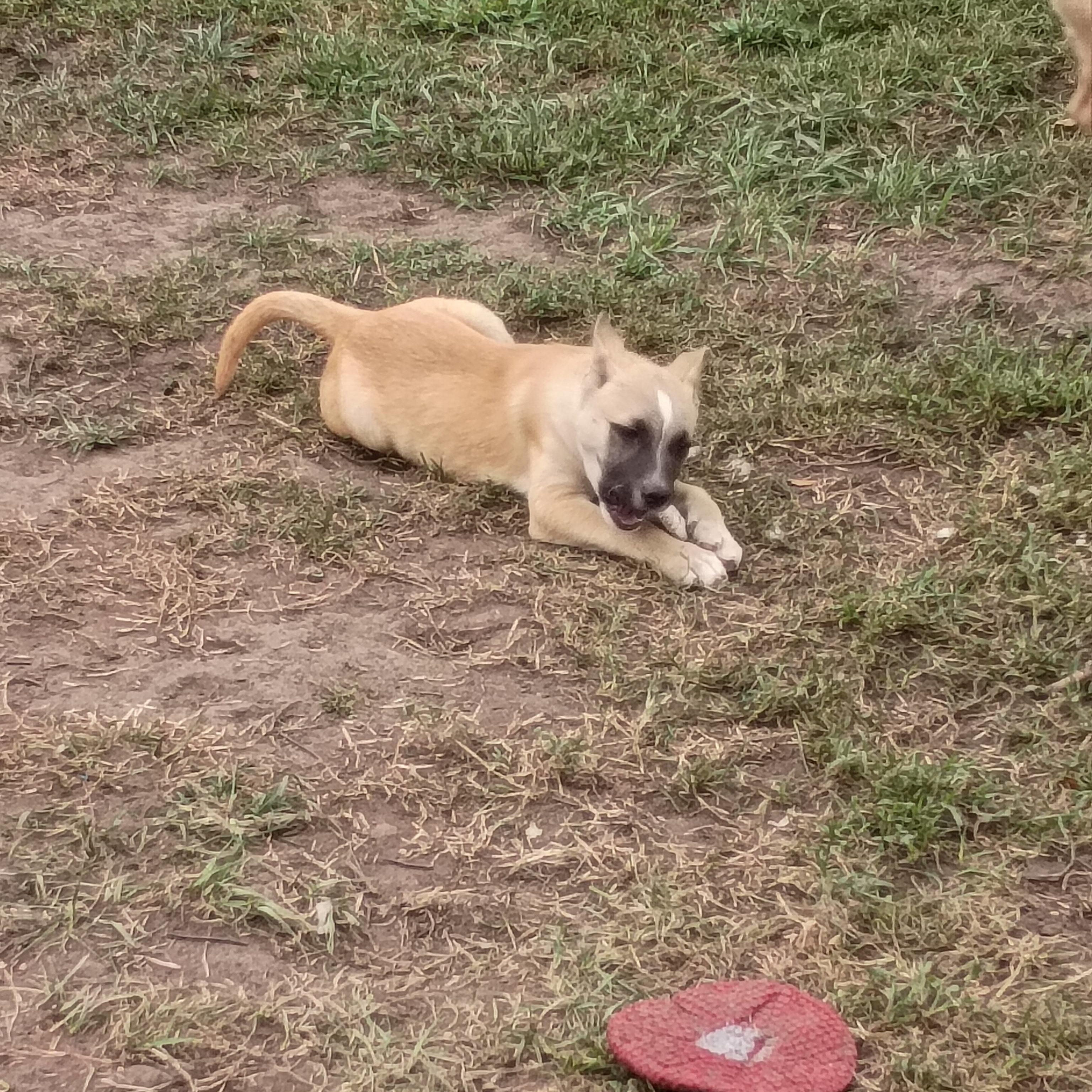 Kira, Adoptable, Young Female German Shepherd Dog & Pit Bull Terrier.