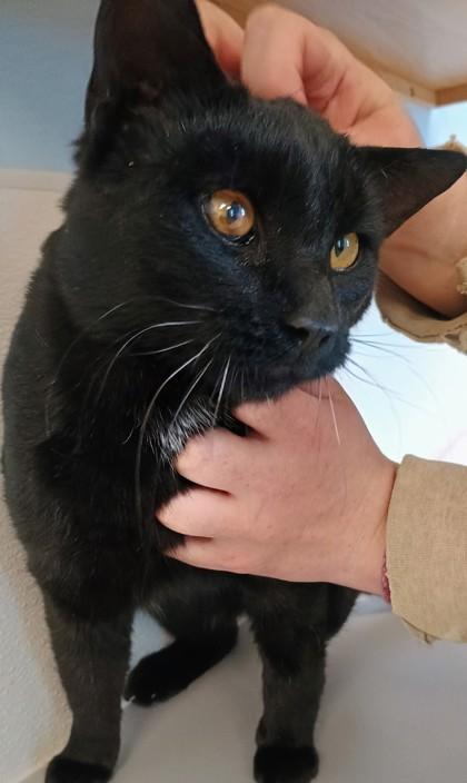 Smidget, Adoptable, Adult Male Domestic Short Hair & Domestic Short Hair.