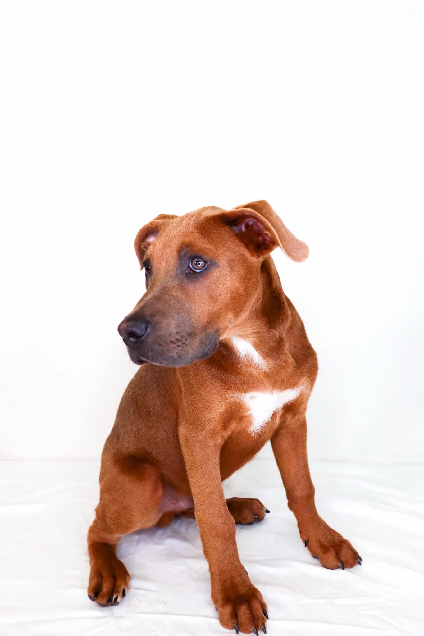 Seven, a ADOPTABLE mixed breed in Bixby, OK image 2/6