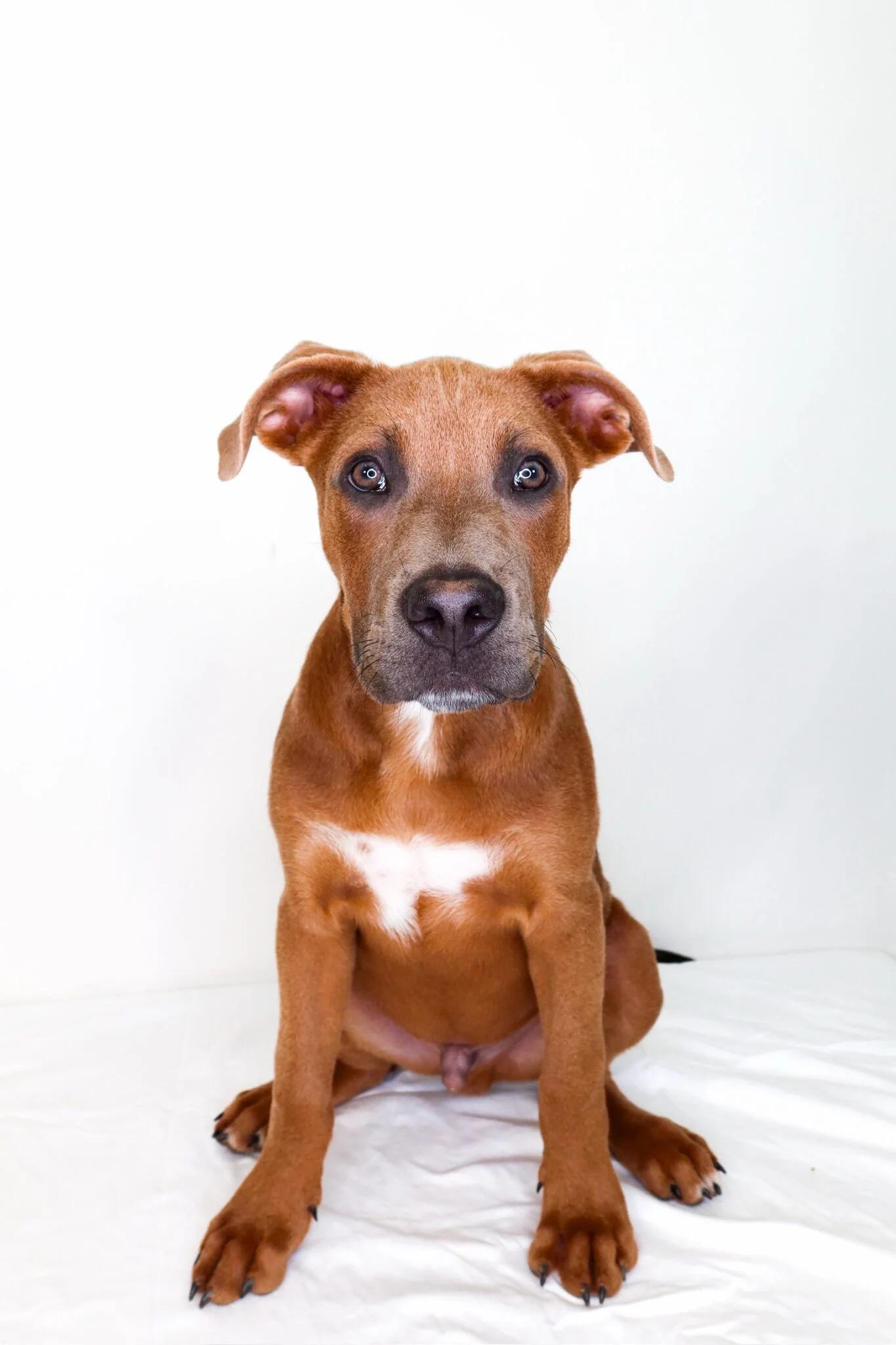 Seven, a ADOPTABLE mixed breed in Bixby, OK image 1/6