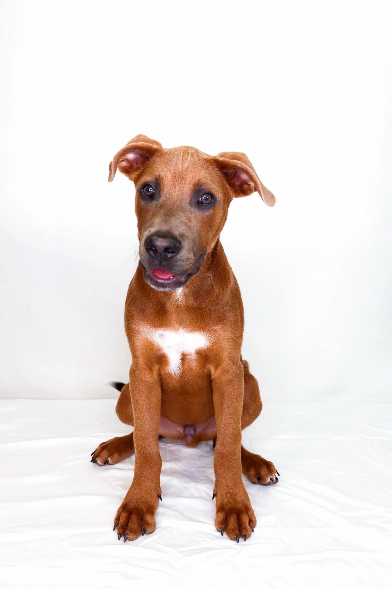 Seven, a ADOPTABLE mixed breed in Bixby, OK image 5/6