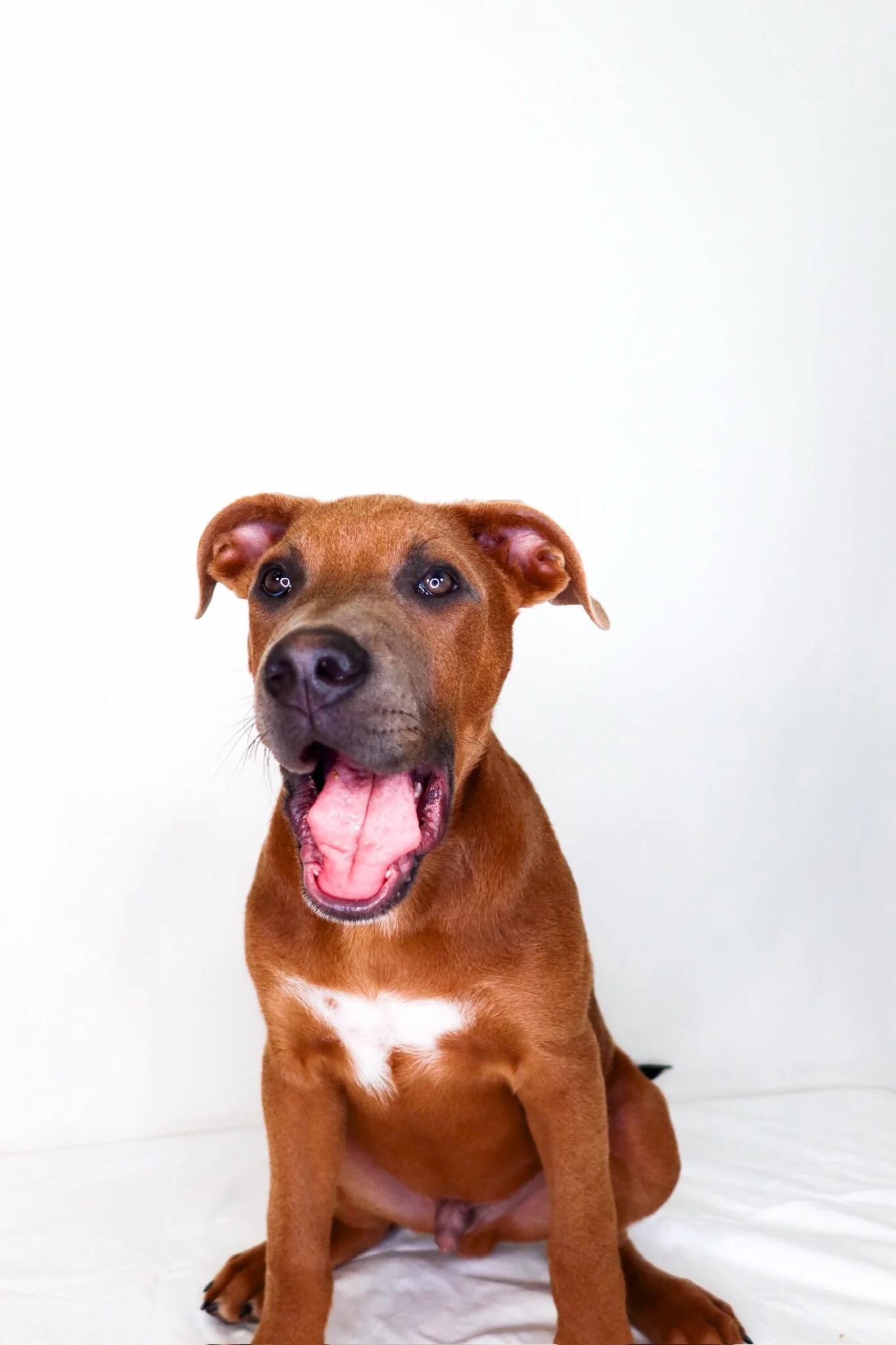 Seven, a ADOPTABLE mixed breed in Bixby, OK image 6/6