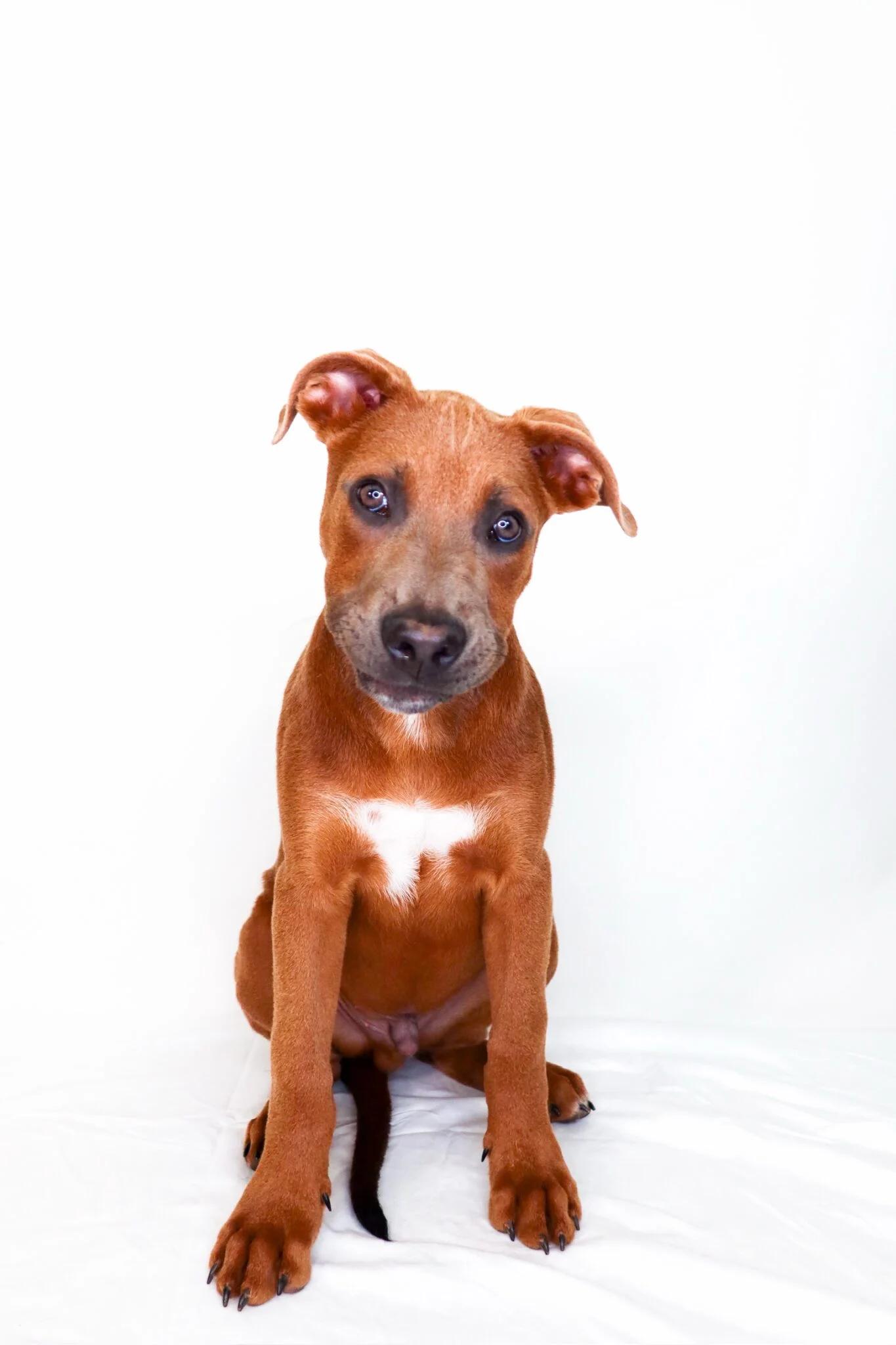 Seven, a ADOPTABLE mixed breed in Bixby, OK image 3/6