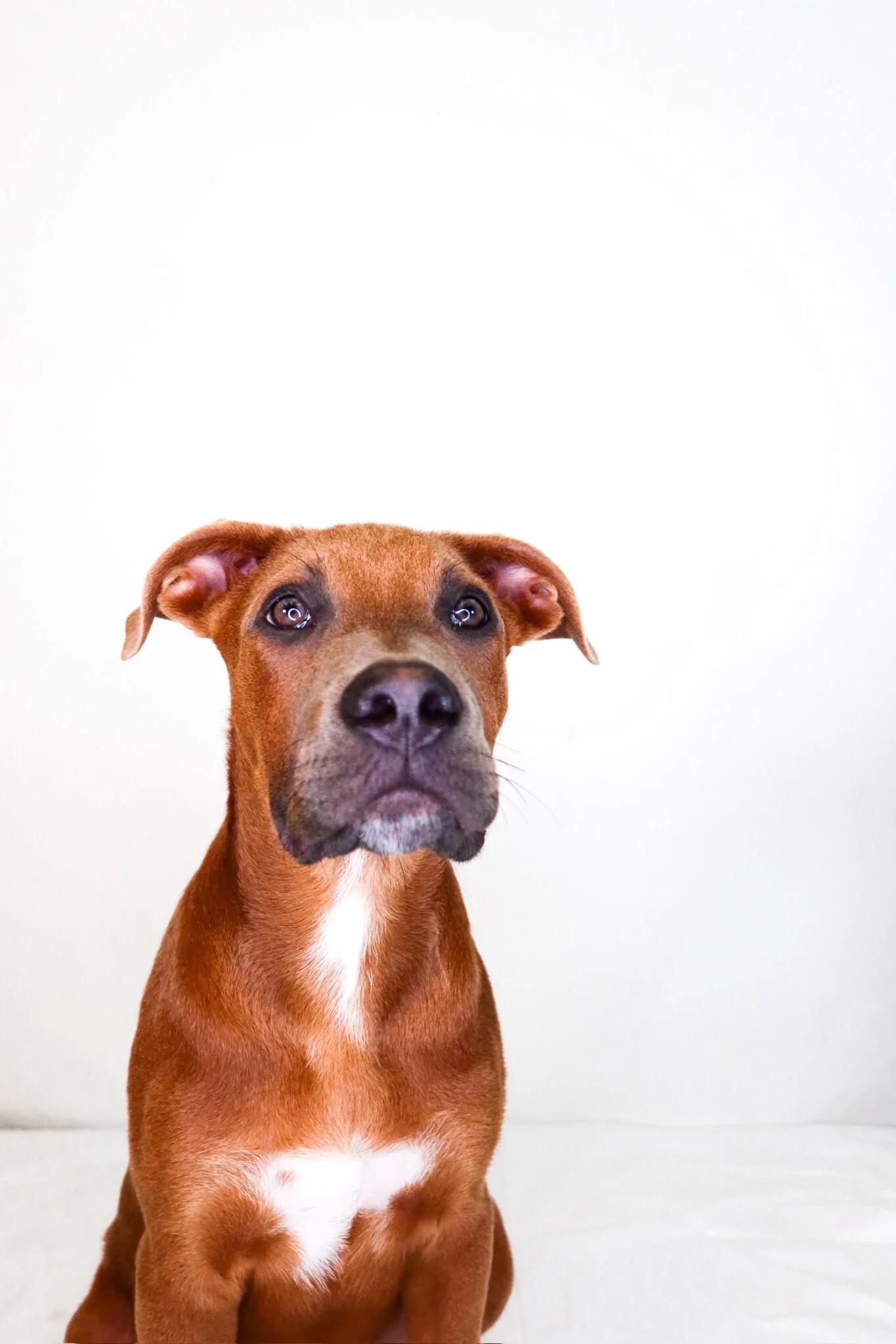 Seven, a ADOPTABLE mixed breed in Bixby, OK image 4/6