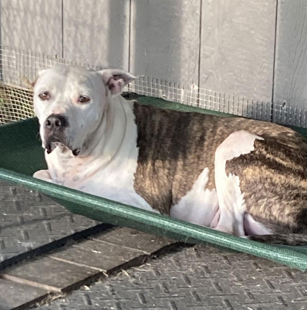 Duck, Adoptable, Adult Male American Bulldog.
