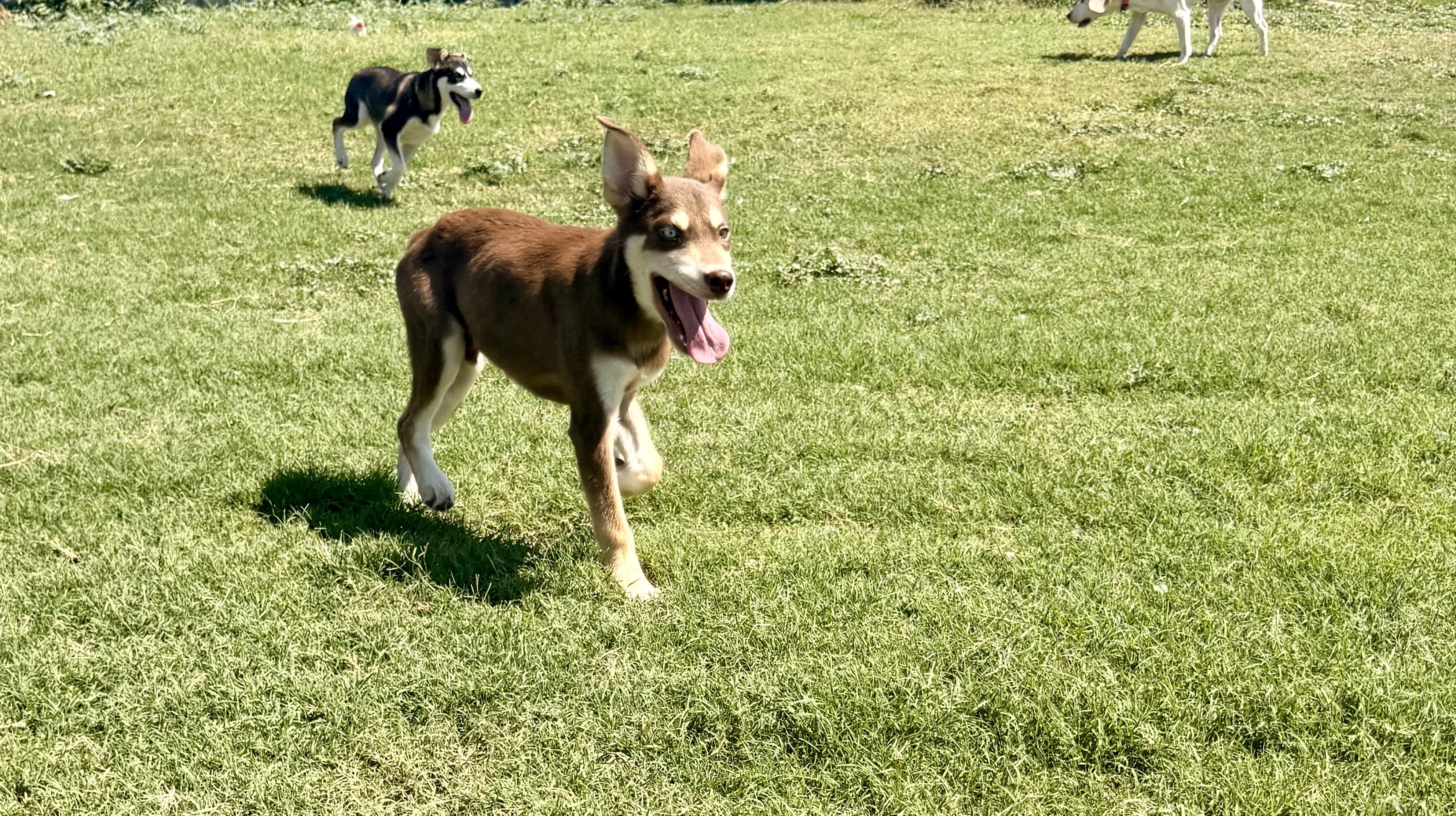 Kenai, a ADOPTABLE Mixed Breed in Kempner, TX image 3/5