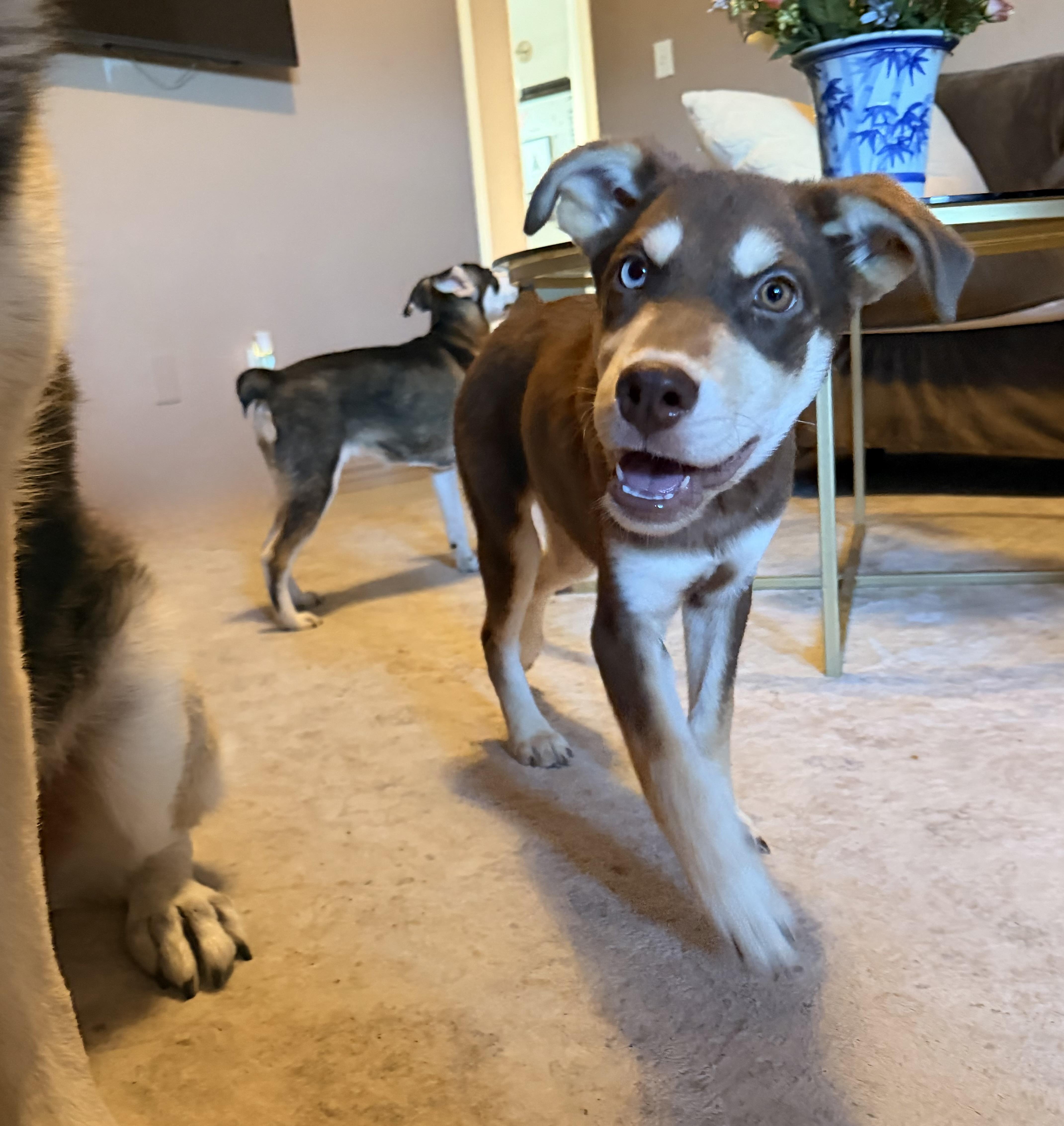 Kenai, ADOPTABLE, Puppy Male Mixed Breed.