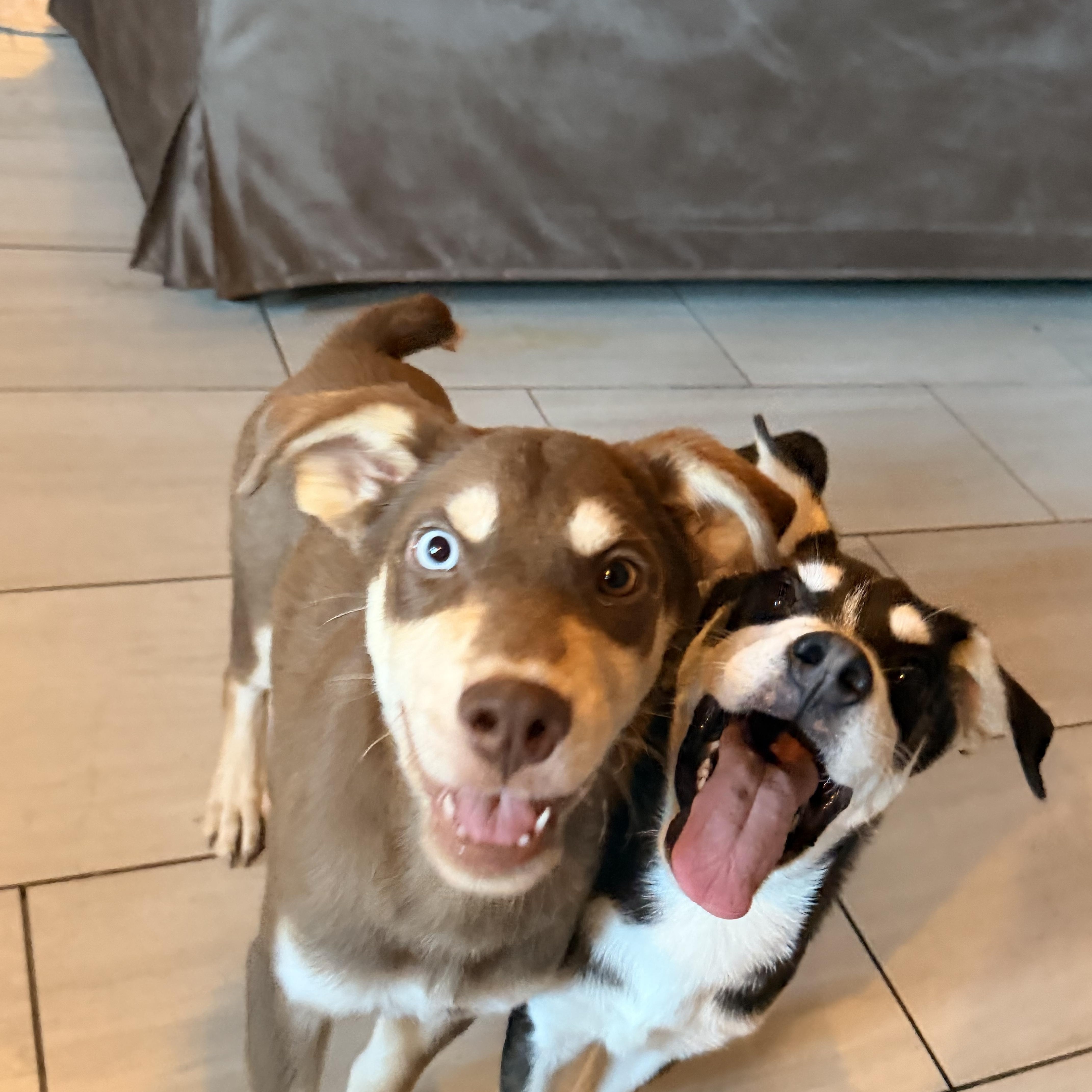 Kenai, a ADOPTABLE Mixed Breed in Kempner, TX image 4/5