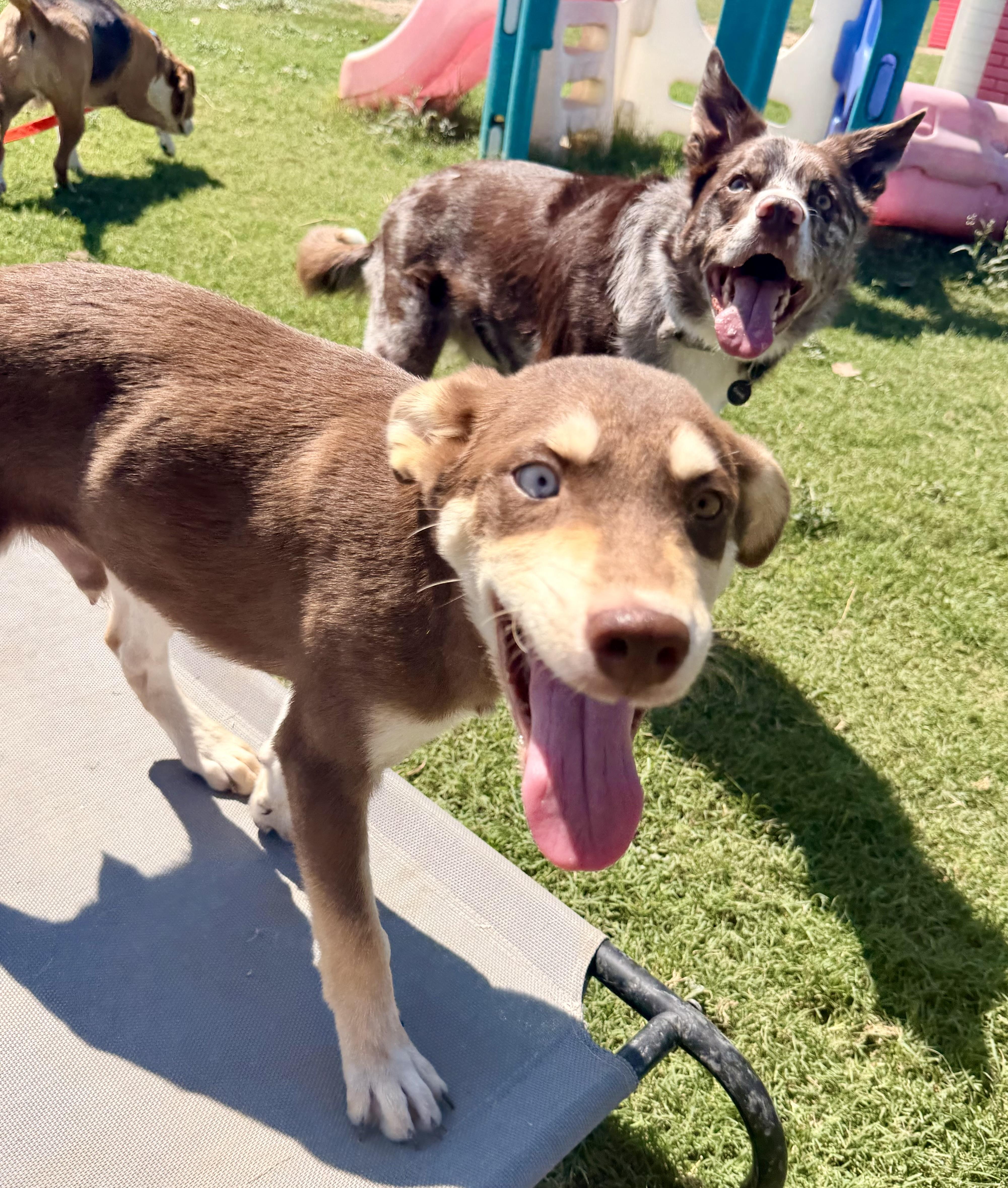 Kenai, a ADOPTABLE Mixed Breed in Kempner, TX image 5/5