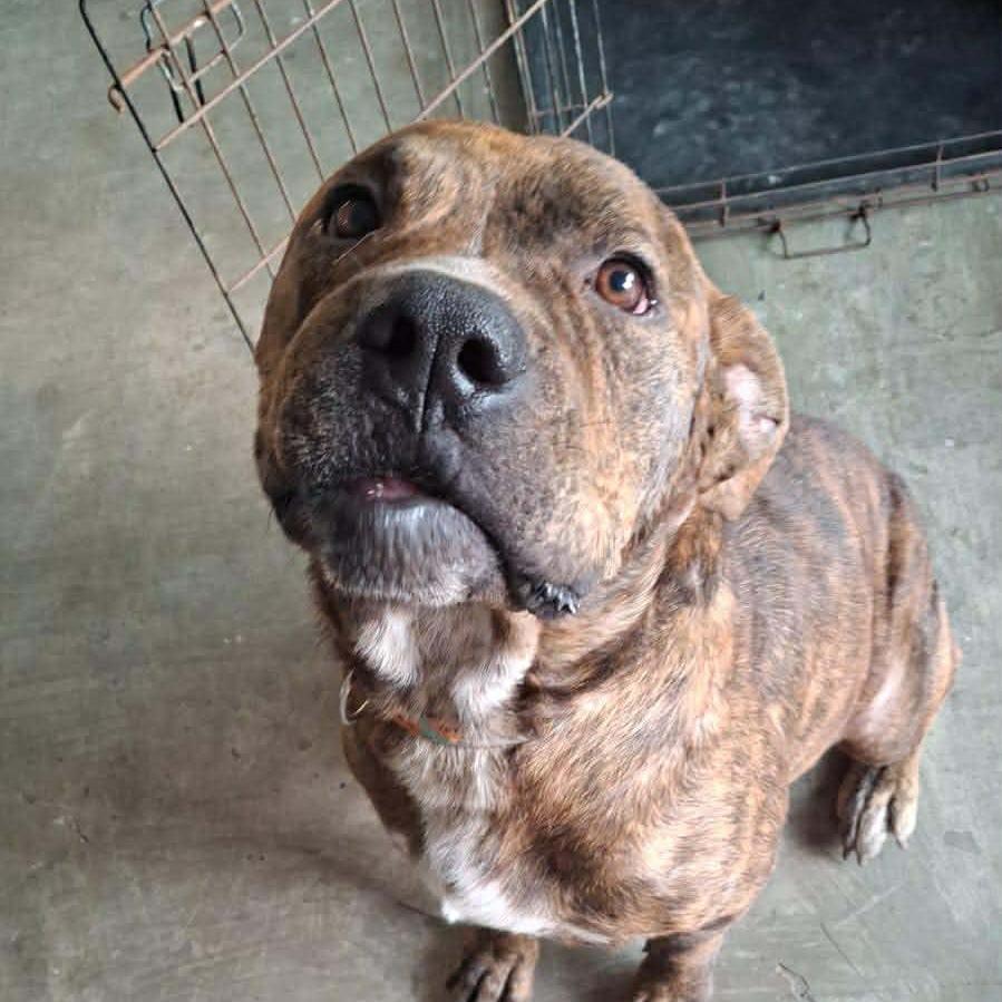 Odie, Adoptable, Adult Male American Staffordshire Terrier & Mixed Breed.