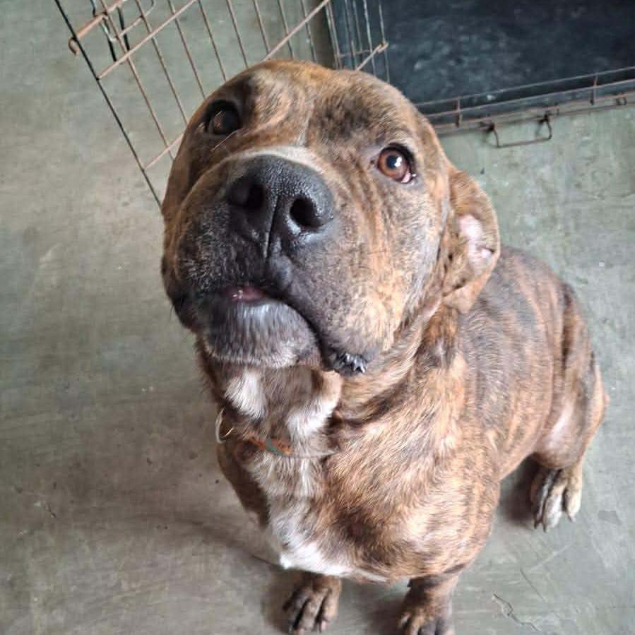 Odie, a Adoptable mixed breed in Tomball, TX image 3/6
