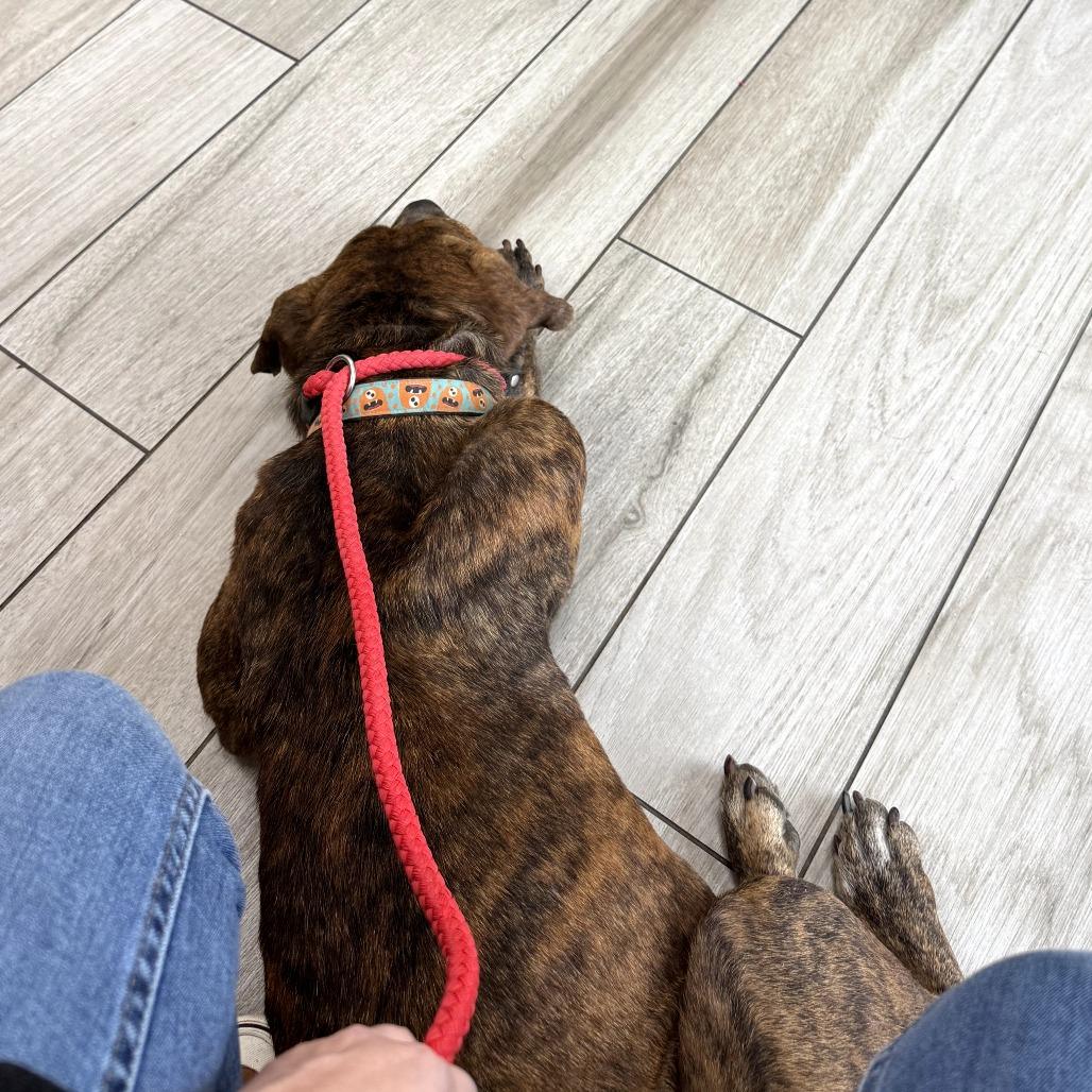 Odie, a Adoptable mixed breed in Tomball, TX image 5/6