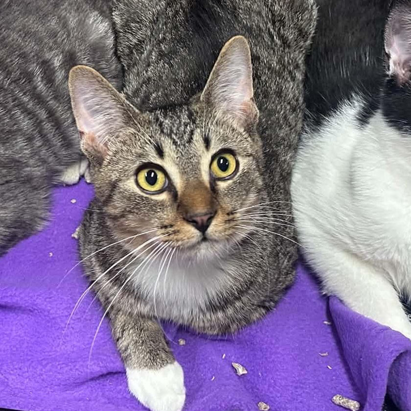 Hoagie, Adoptable, Kitten Male Domestic Short Hair.