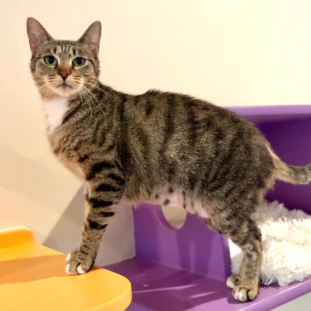 Tree, a Adoptable mixed breed in Cambria, CA image 2/4