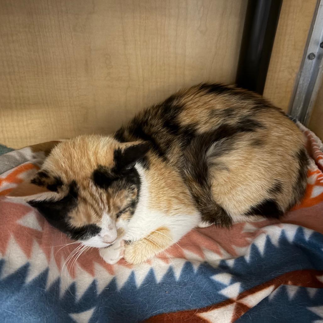 Grimoire, Adoptable, Adult Female Domestic Short Hair.