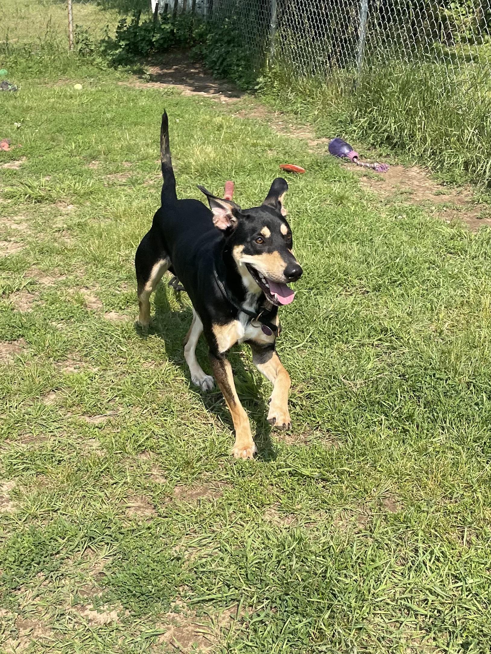 Raptor, Adult Male Mixed Breed