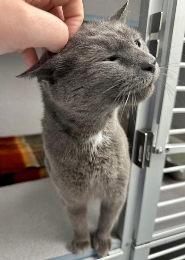 Spirit, Adoptable, Adult Female Domestic Short Hair.