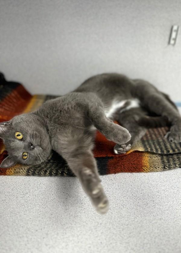 Enlarge Spirit, a Adoptable mixed breed in Skillman, NJ image 2/4