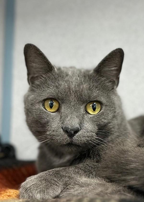 Enlarge Spirit, a Adoptable mixed breed in Skillman, NJ image 4/4