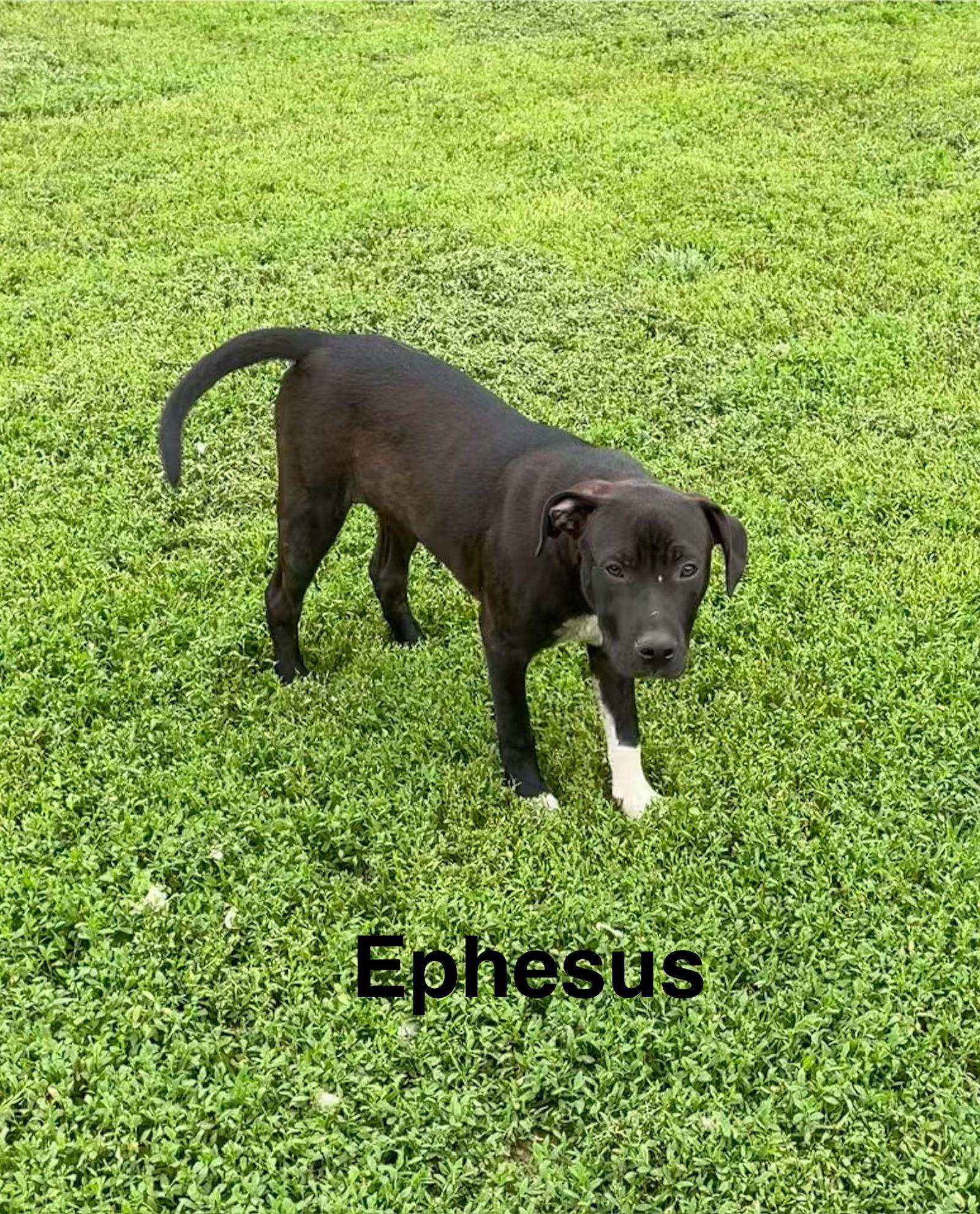 Enlarge Ephesus, a Adoptable mixed breed in Topeka, KS image 1/1