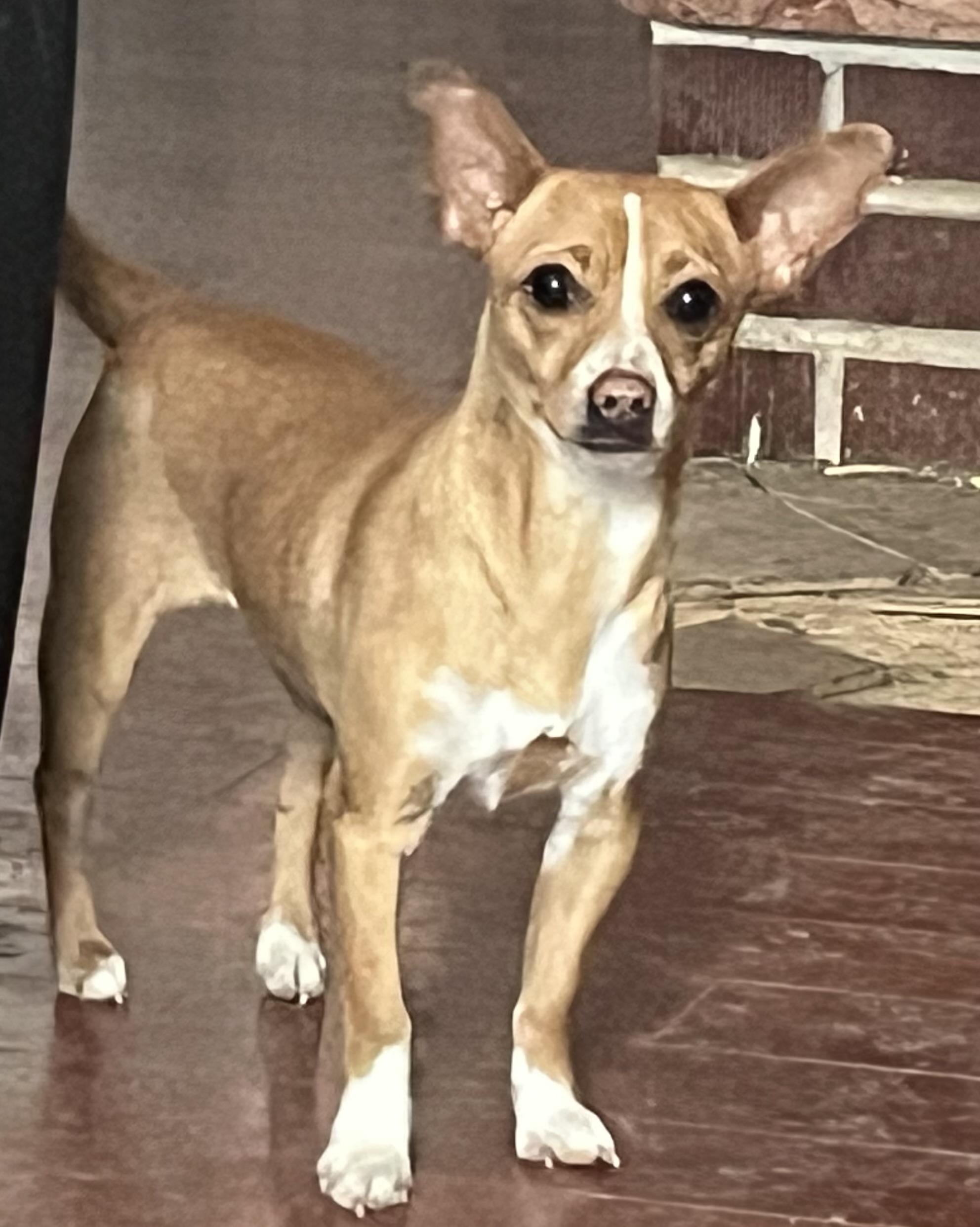 Pawla, Adoptable, Adult Female Chihuahua.