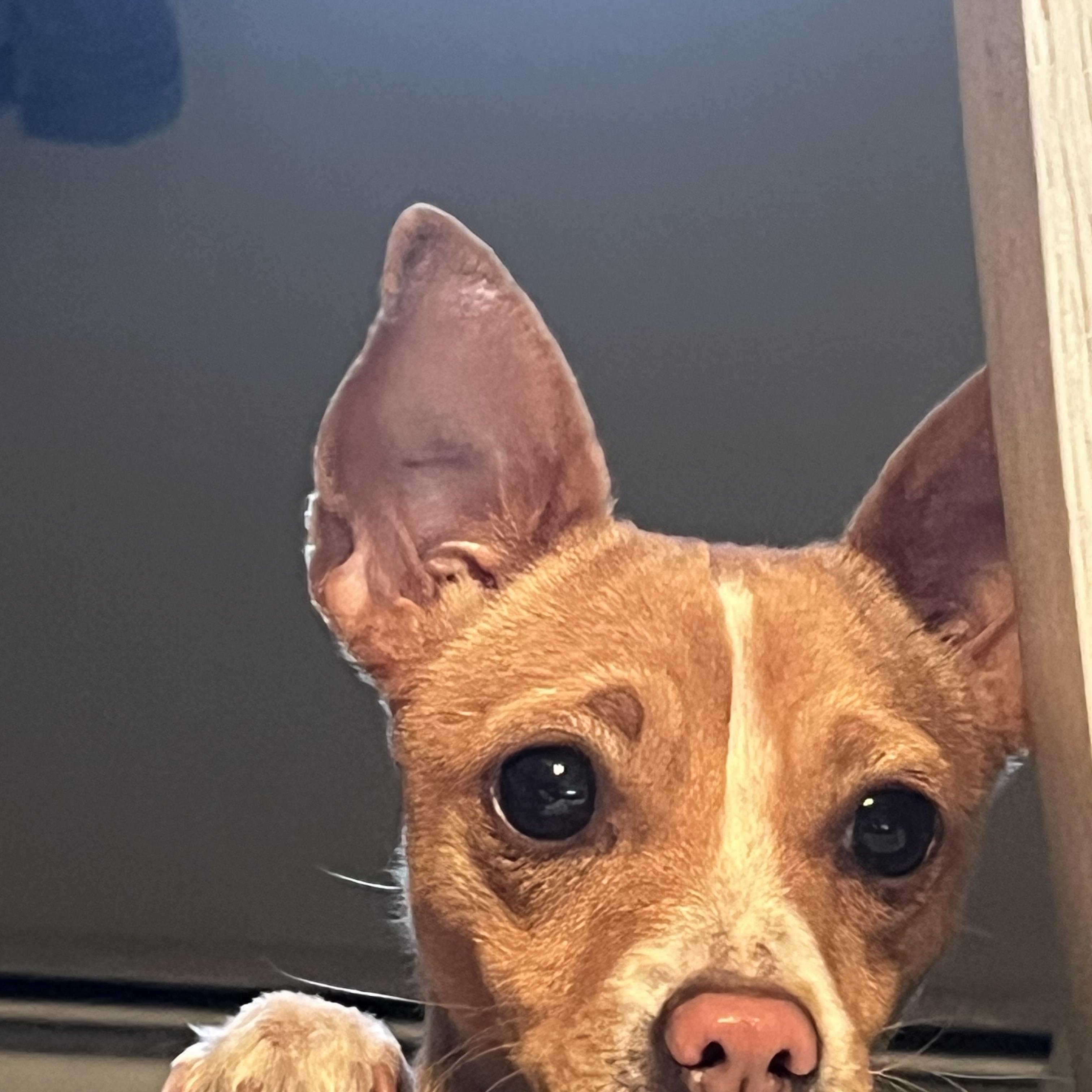 Enlarge Pawla, an adopted Chihuahua in Longmont, CO image 3/3
