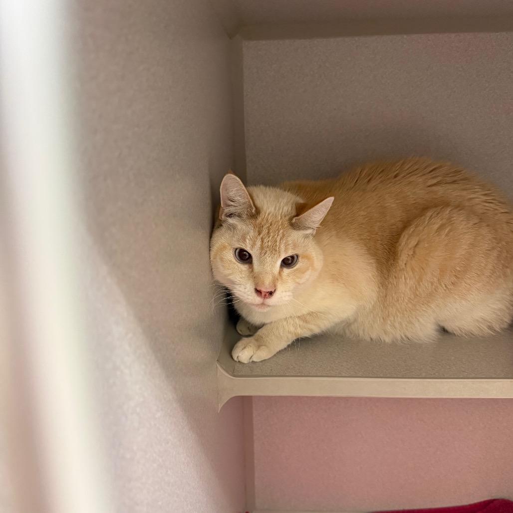 Enlarge Oliver, a Adoptable Domestic Short Hair in Milford, IA image 1/4