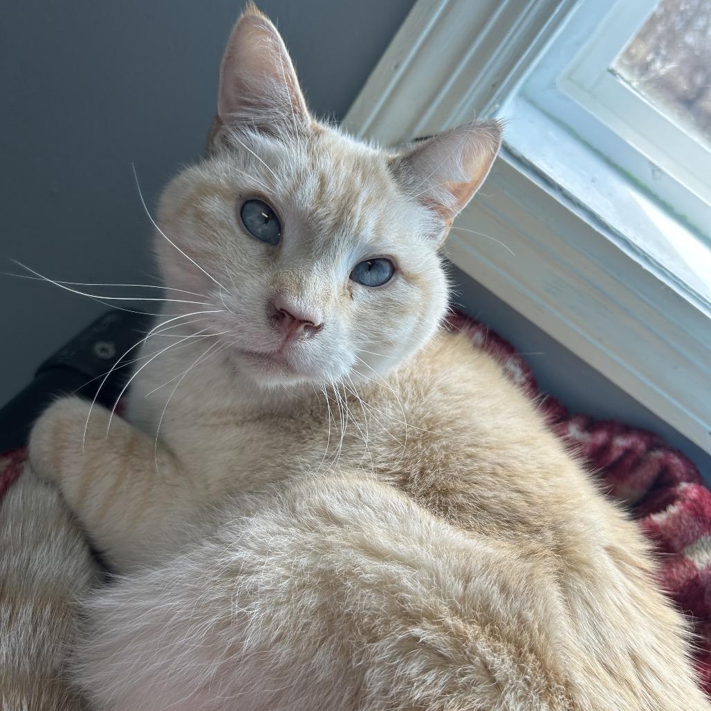 Enlarge Oliver, a Adoptable Domestic Short Hair in Milford, IA image 2/4