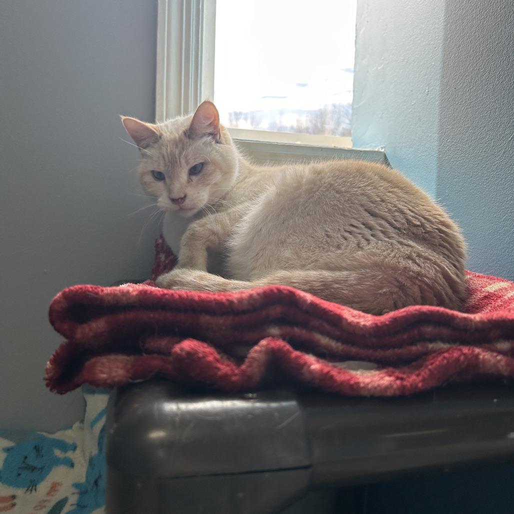 Enlarge Oliver, a Adoptable Domestic Short Hair in Milford, IA image 3/4