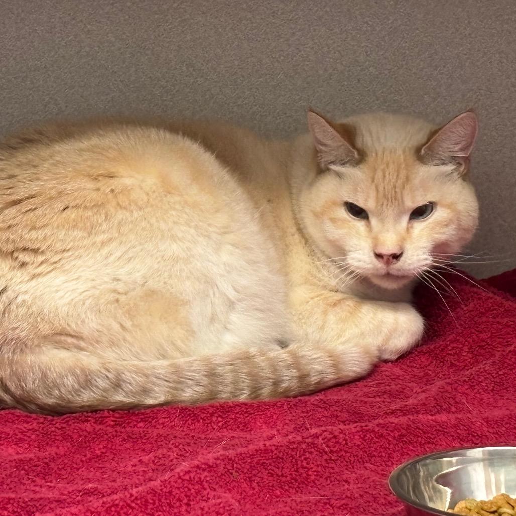 Enlarge Oliver, a Adoptable Domestic Short Hair in Milford, IA image 4/4