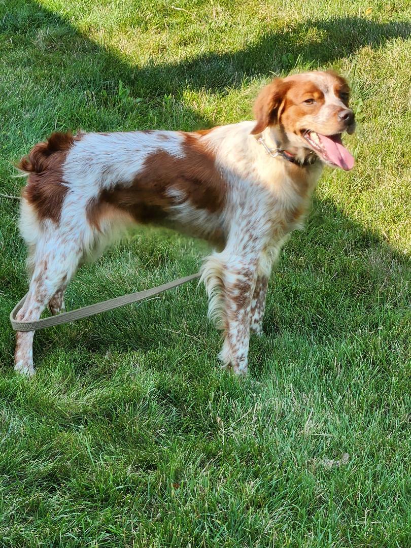 PA/Nellie, Adoptable, Adult Female Brittany Spaniel.