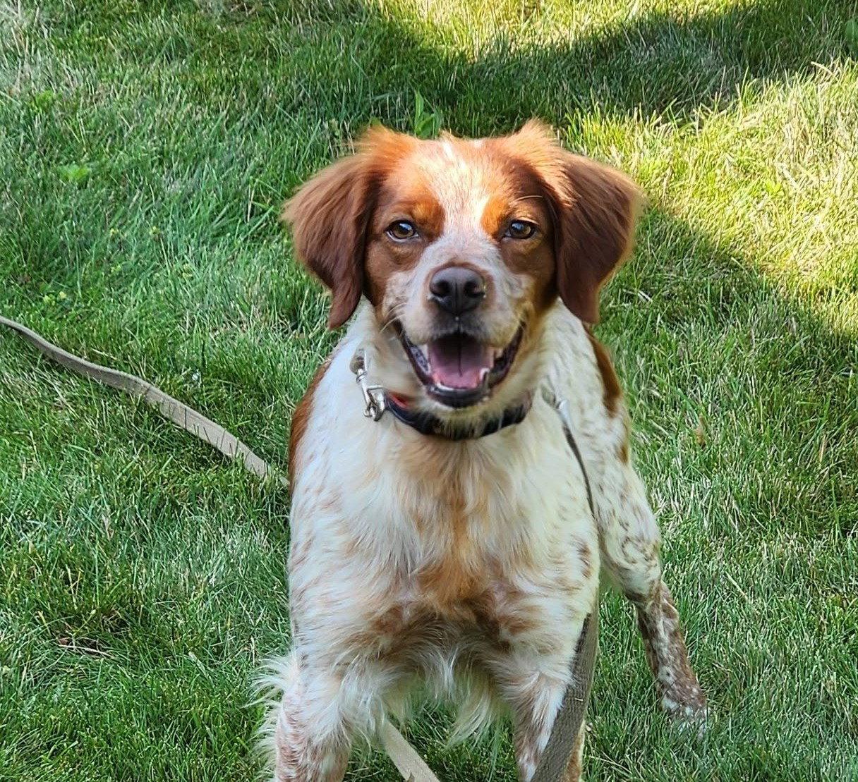 PA/Nellie, a Adoptable Brittany Spaniel in Erie, PA image 2/3