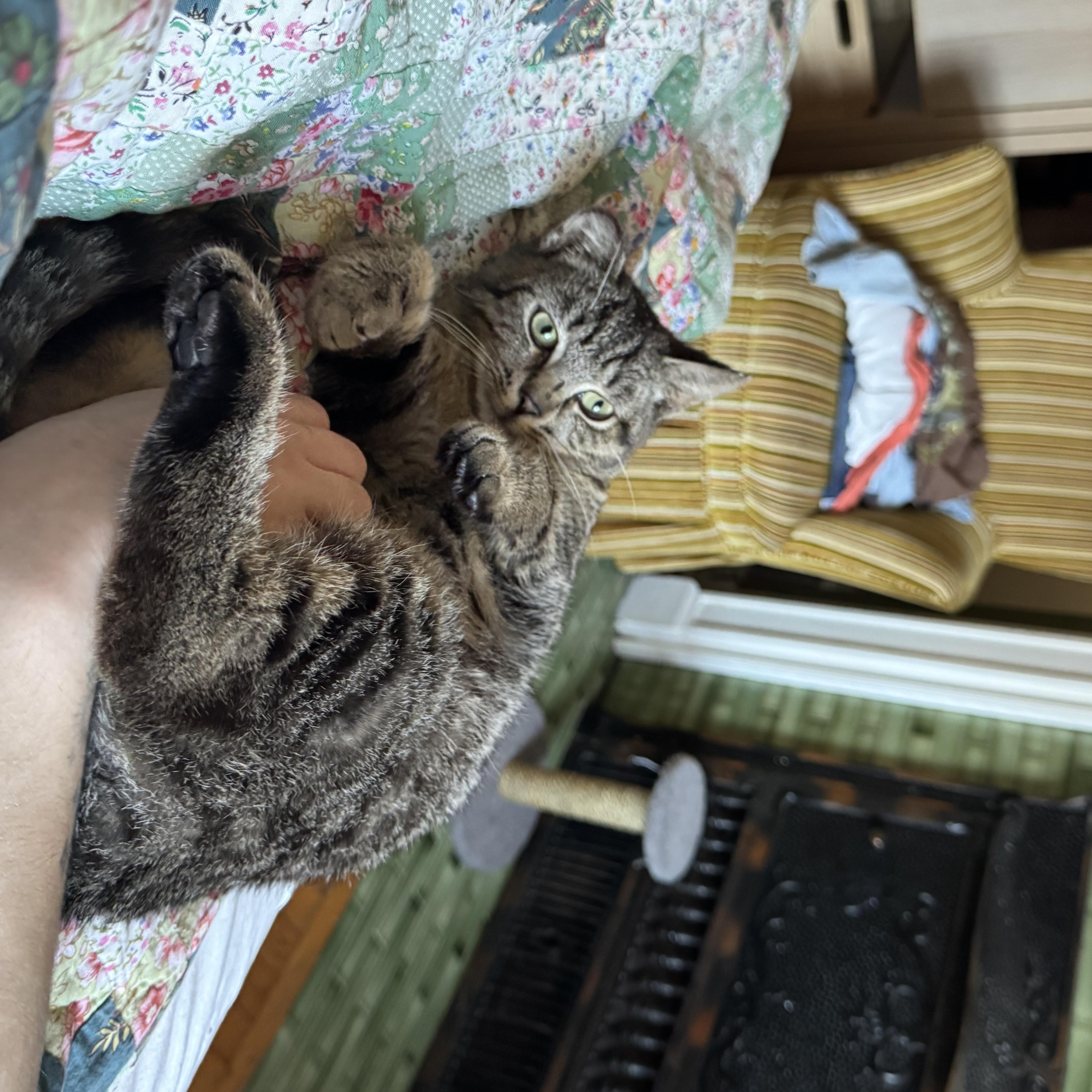 Titi MUST BE ADOPTED AS A BUDDY CAT, an adopted Domestic Short Hair in Toronto, ON image 2/4