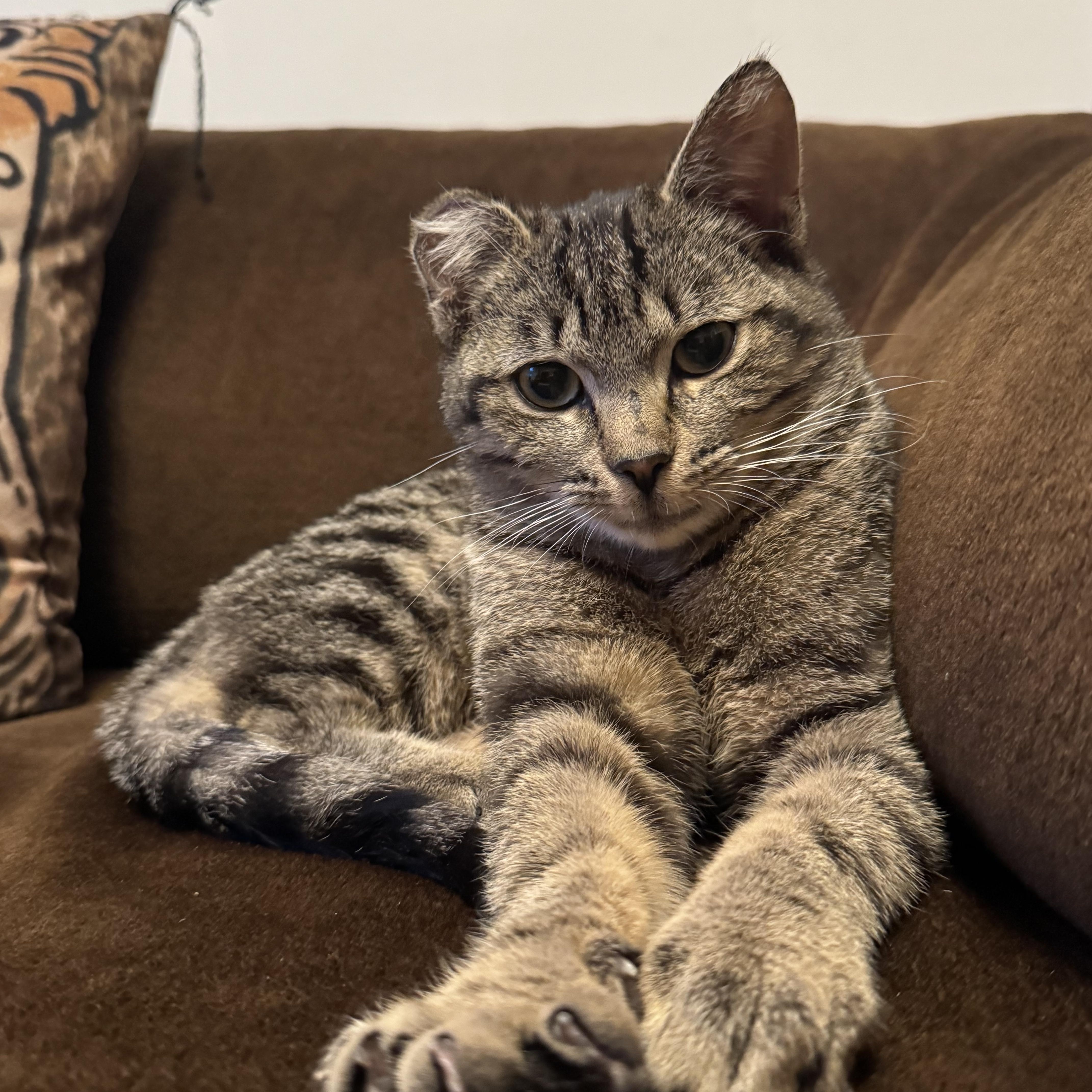 Titi MUST BE ADOPTED AS A BUDDY CAT, an adopted Domestic Short Hair in Toronto, ON image 1/4