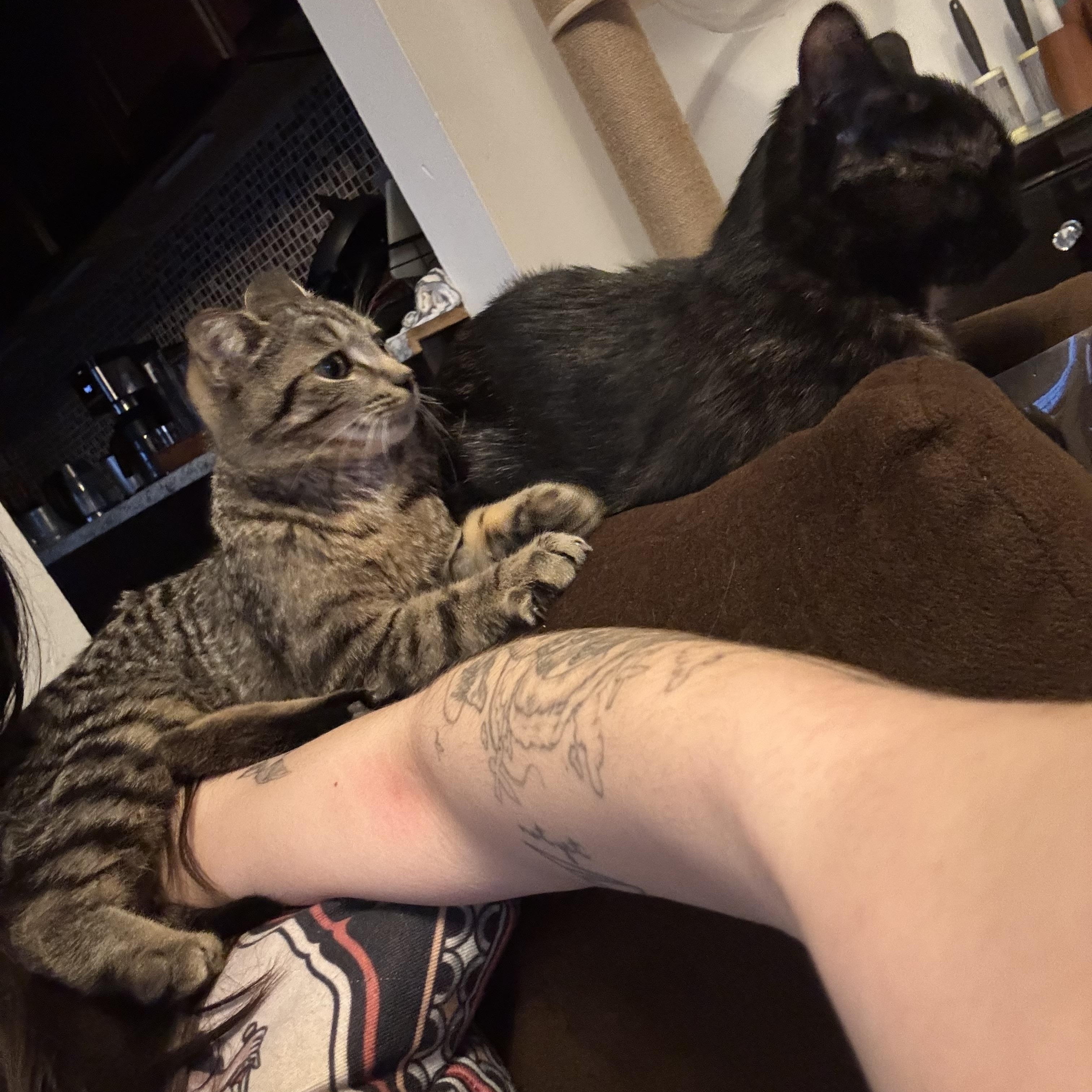 Titi MUST BE ADOPTED AS A BUDDY CAT, an adopted Domestic Short Hair in Toronto, ON image 4/4
