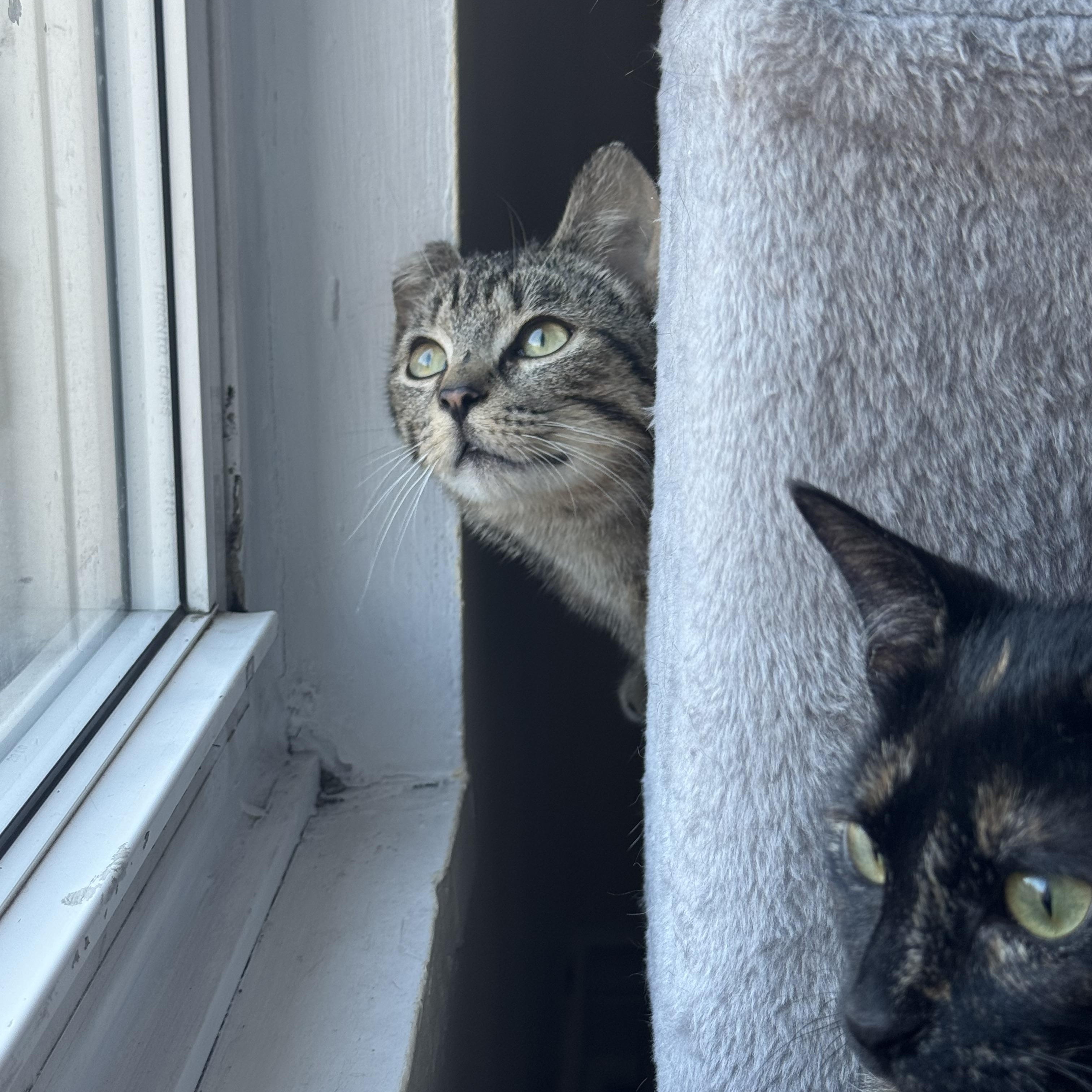 Titi MUST BE ADOPTED AS A BUDDY CAT, an adopted Domestic Short Hair in Toronto, ON image 3/4