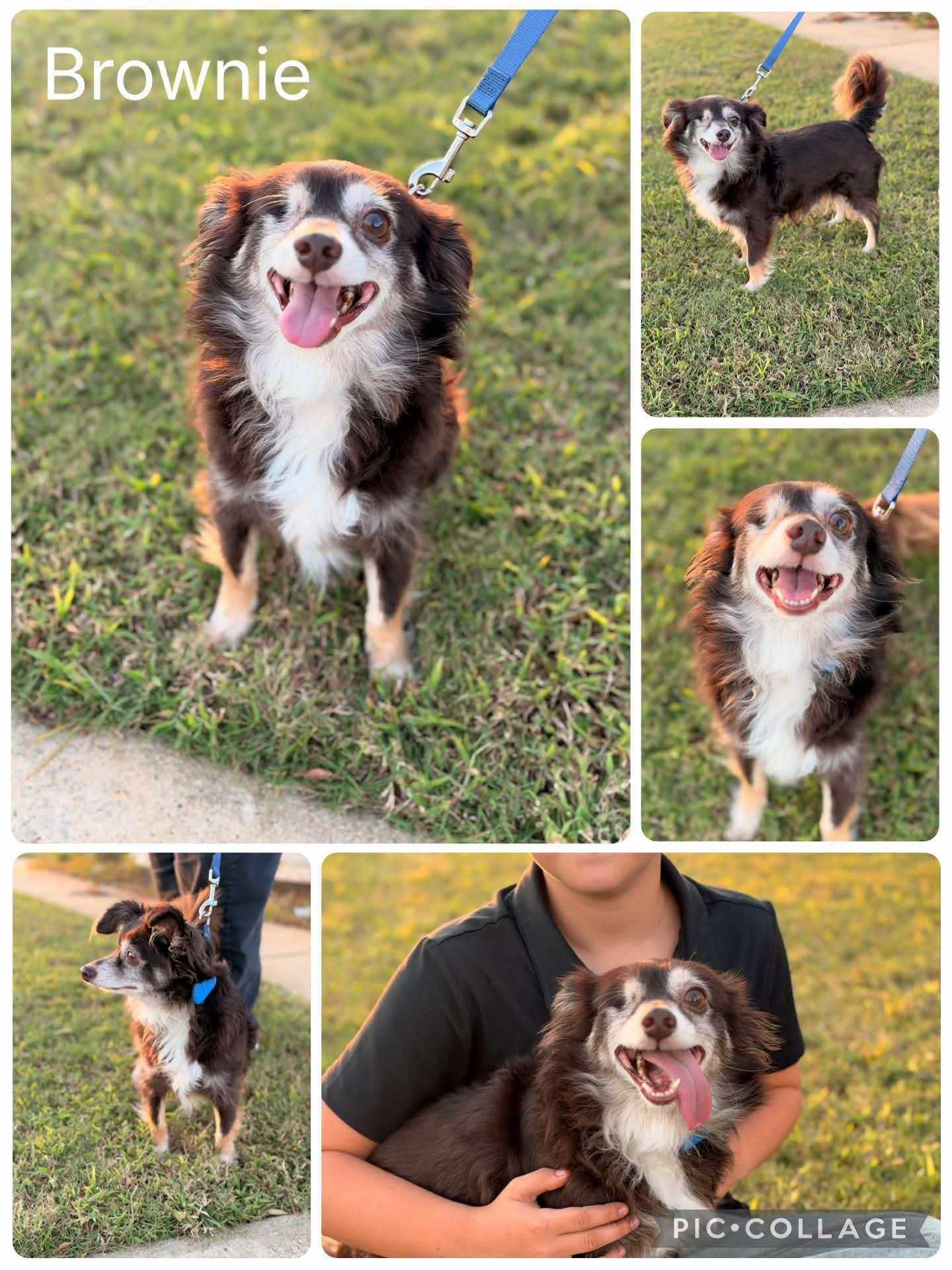 Enlarge Brownie, a Adoptable Chihuahua in Enterprise, AL image 1/1