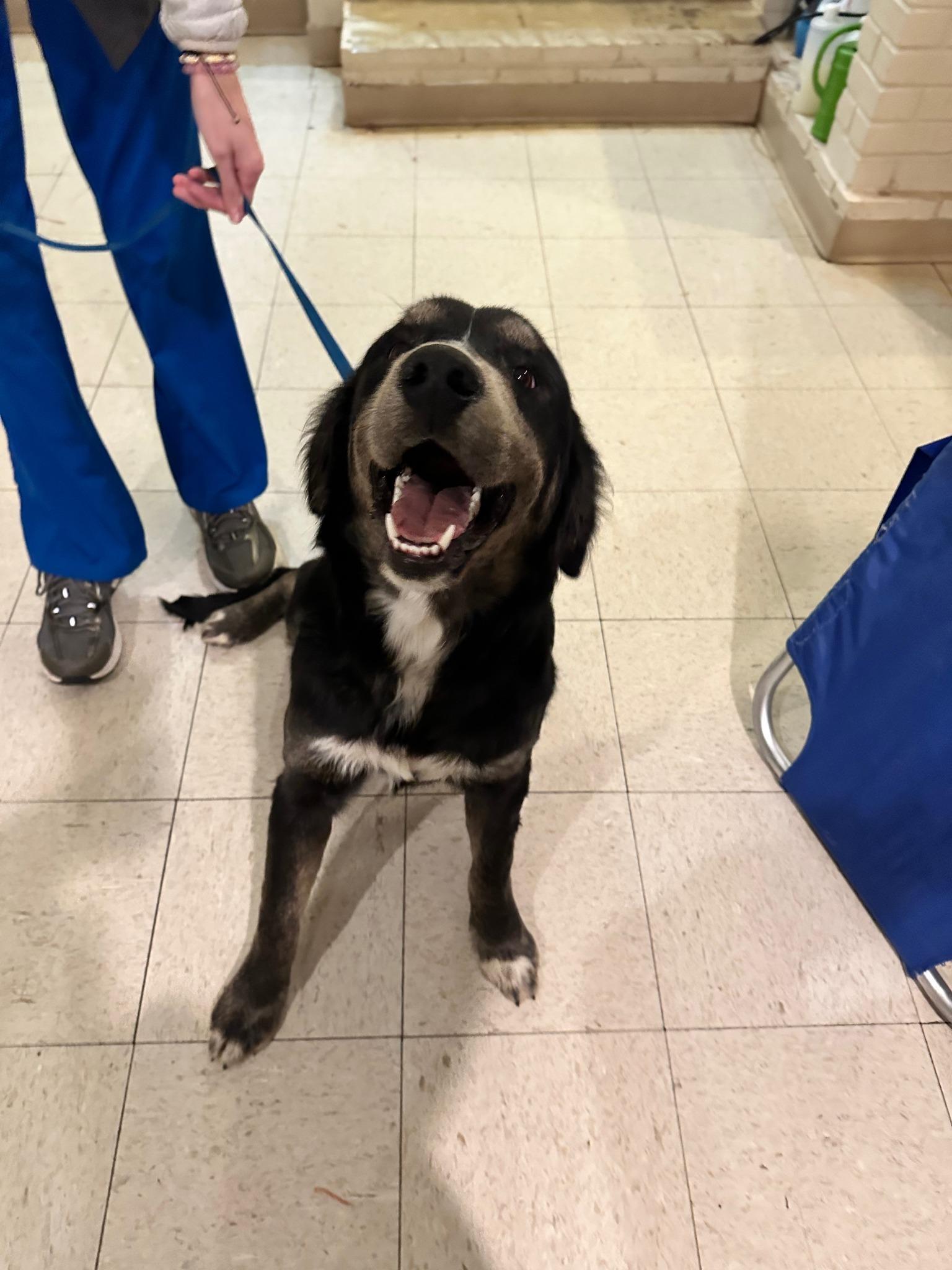 Enlarge Lowe, an adopted mixed breed in Guntersville, AL image 2/3